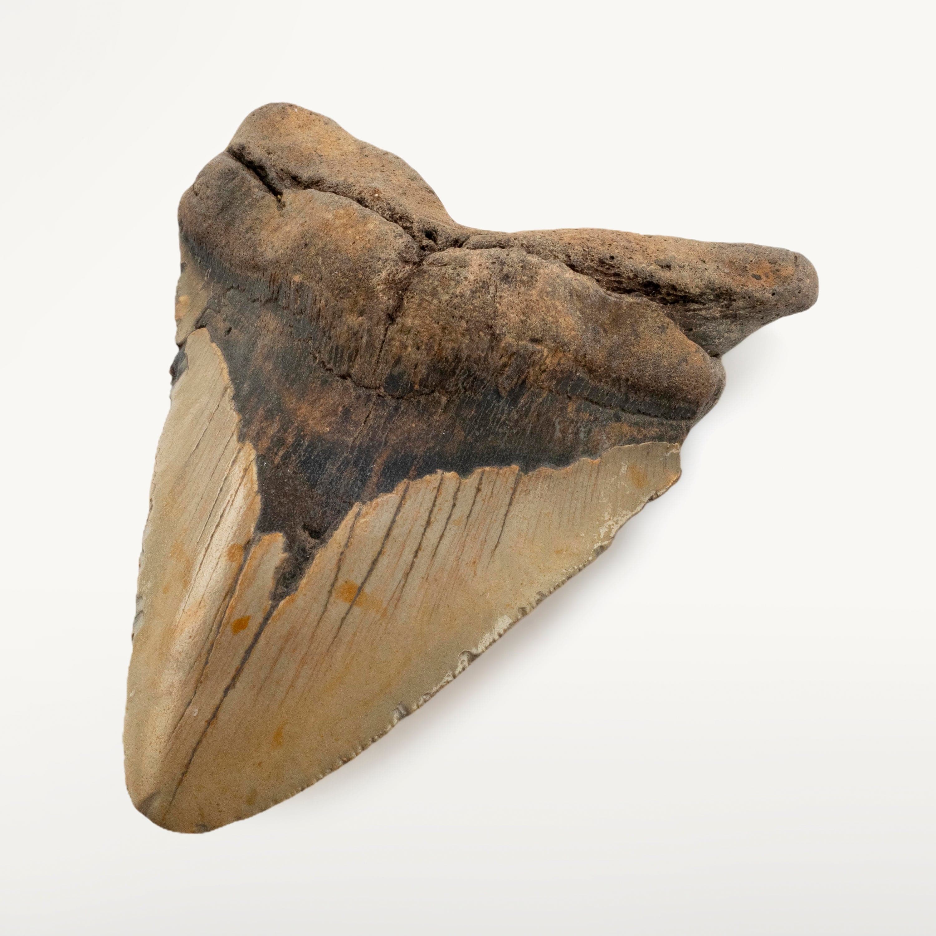 Kalifano Megalodon Teeth Megalodon Tooth from South Carolina - 3.5" ST2000.089