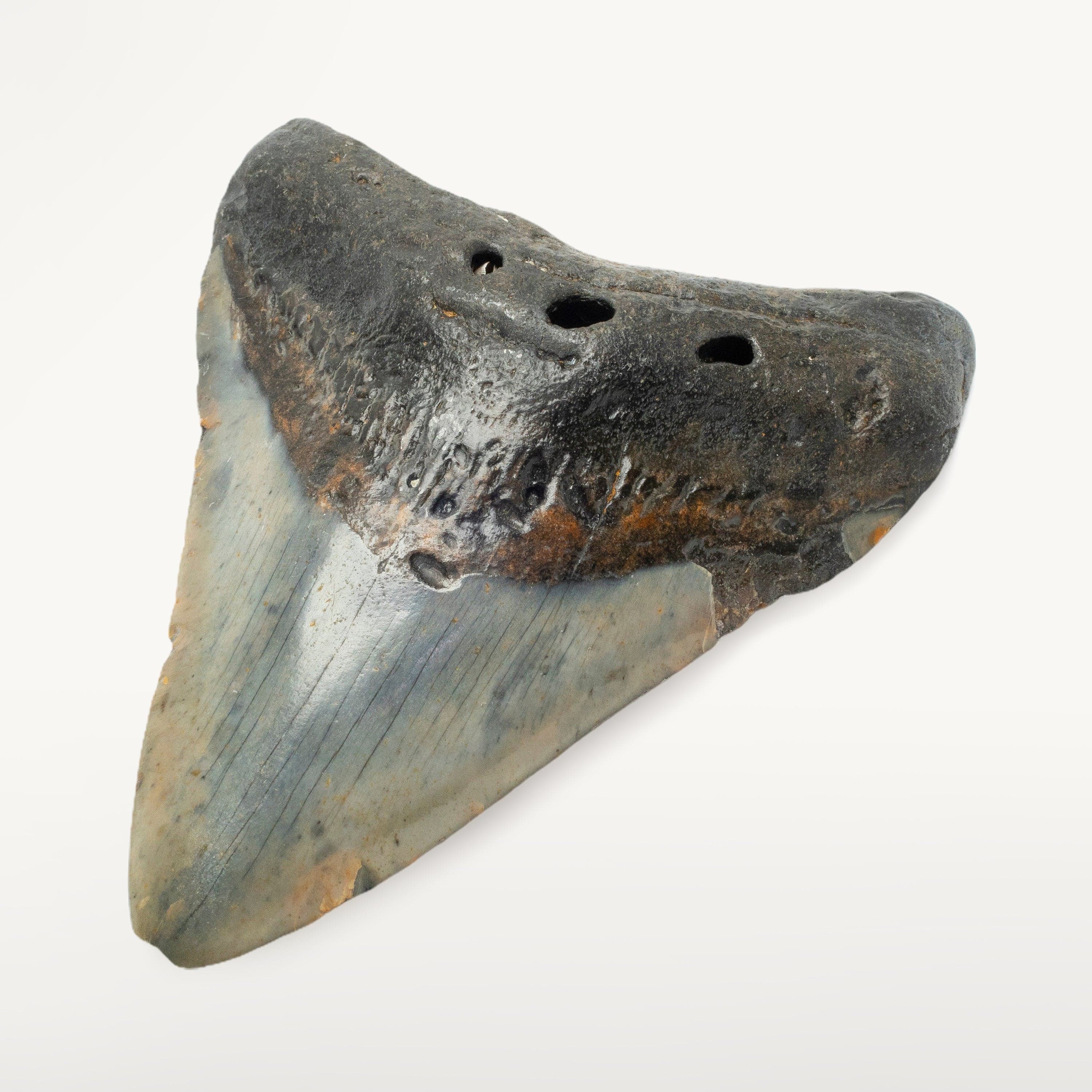 Kalifano Megalodon Teeth Megalodon Tooth from South Carolina - 3.6" ST1400.032