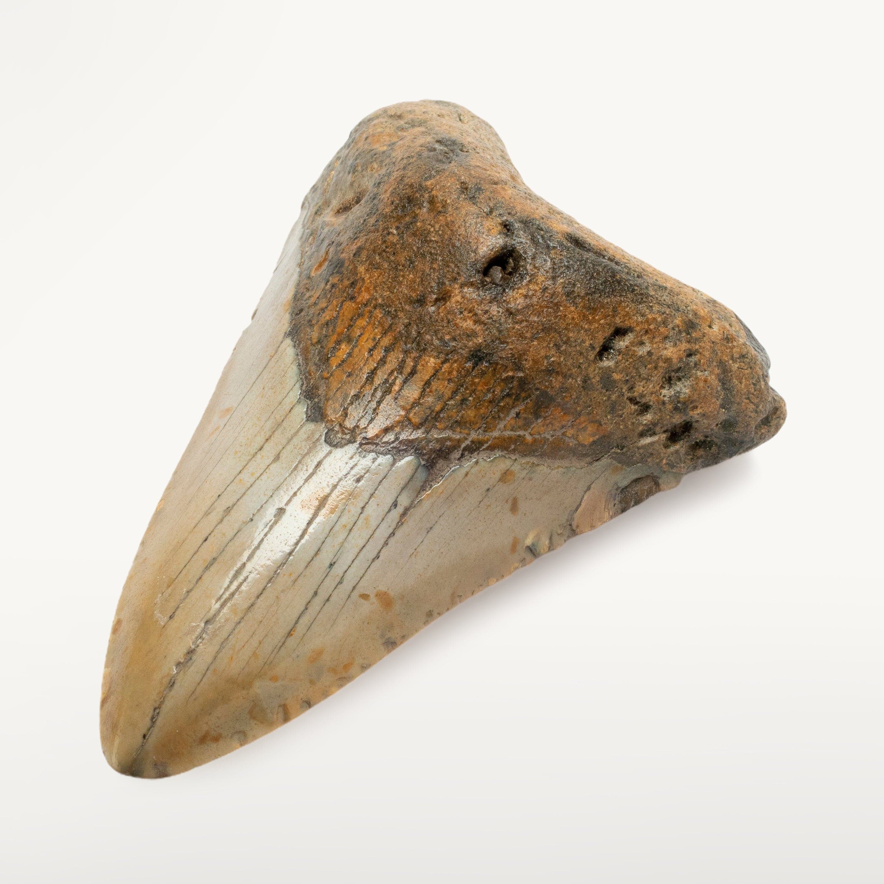 Kalifano Megalodon Teeth Megalodon Tooth from South Carolina - 3.6" ST1400.033