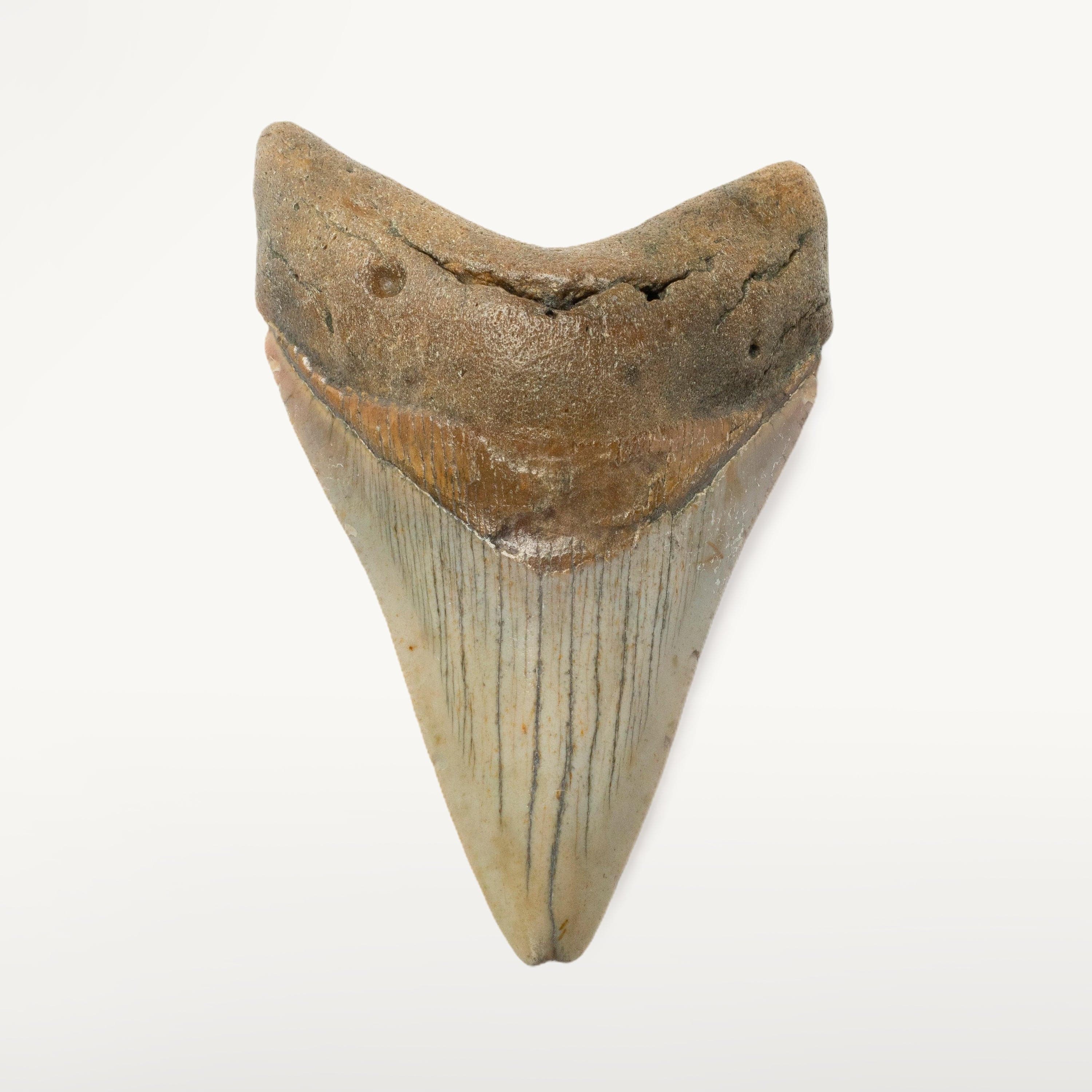 Kalifano Megalodon Teeth Megalodon Tooth from South Carolina - 3.6" ST1400.036