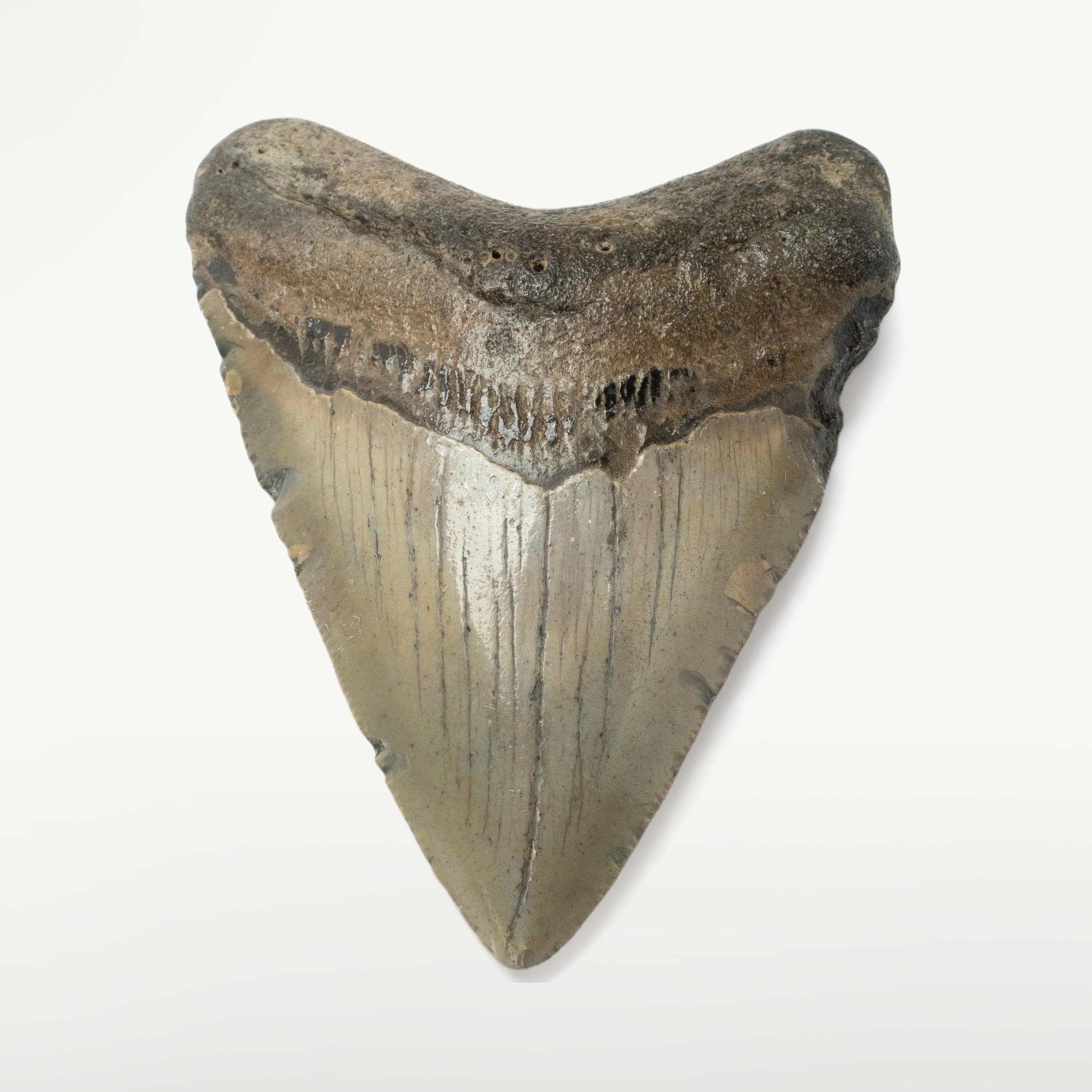 Kalifano Megalodon Teeth Megalodon Tooth from South Carolina - 3.6" ST1400.043