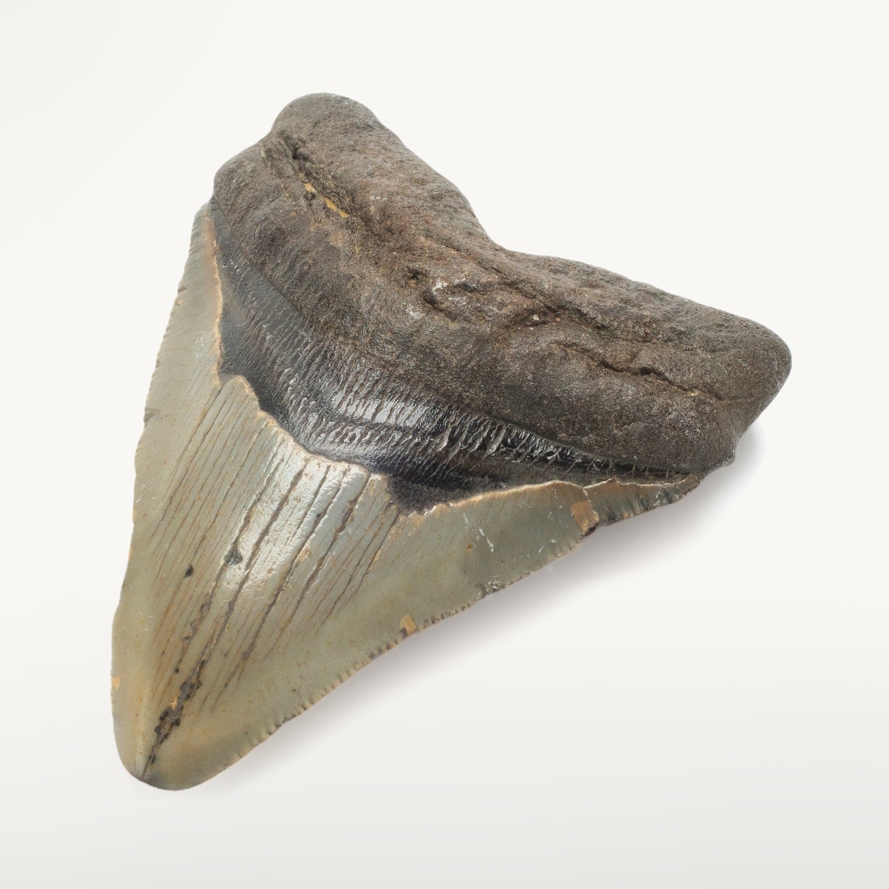 Kalifano Megalodon Teeth Megalodon Tooth from South Carolina - 3.6" ST1400.044