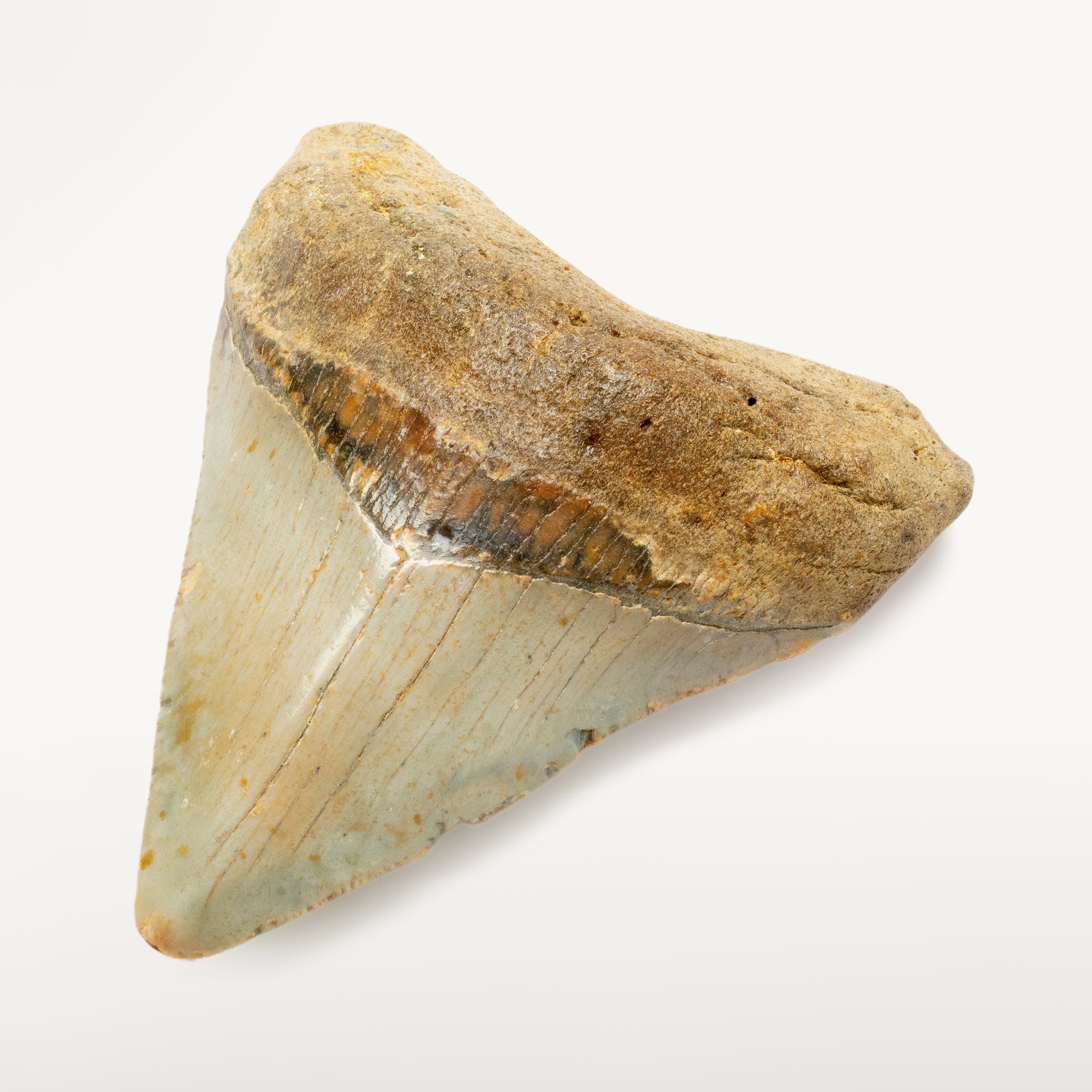 Kalifano Megalodon Teeth Megalodon Tooth from South Carolina - 3.6" ST1600.026
