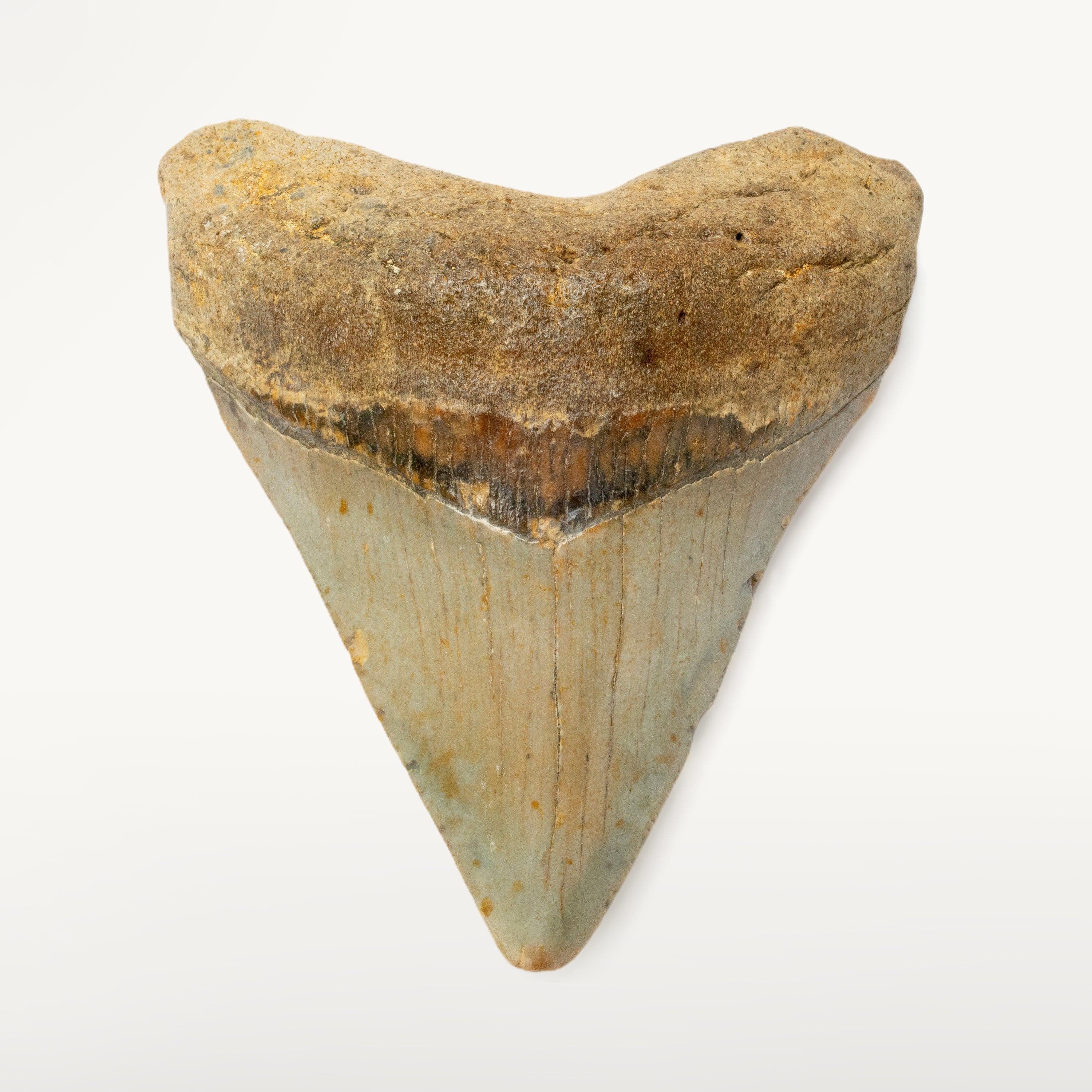 Kalifano Megalodon Teeth Megalodon Tooth from South Carolina - 3.6" ST1600.026