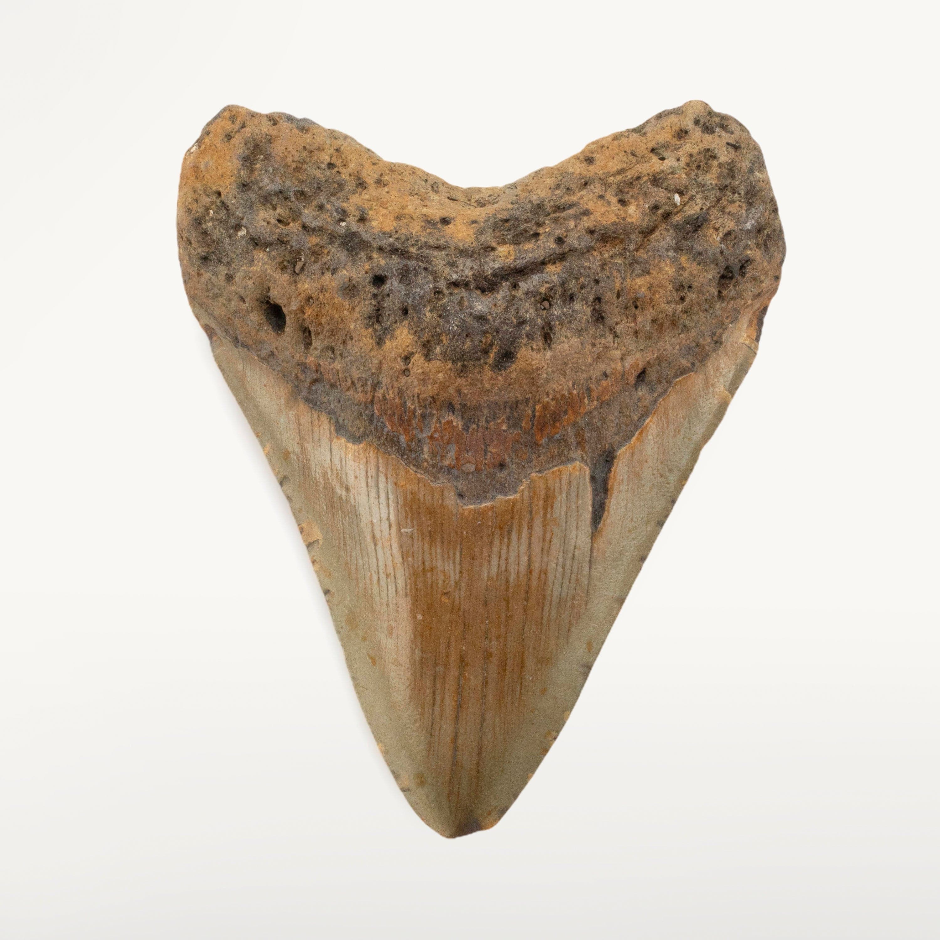 Kalifano Megalodon Teeth Megalodon Tooth from South Carolina - 3.6" ST2000.087