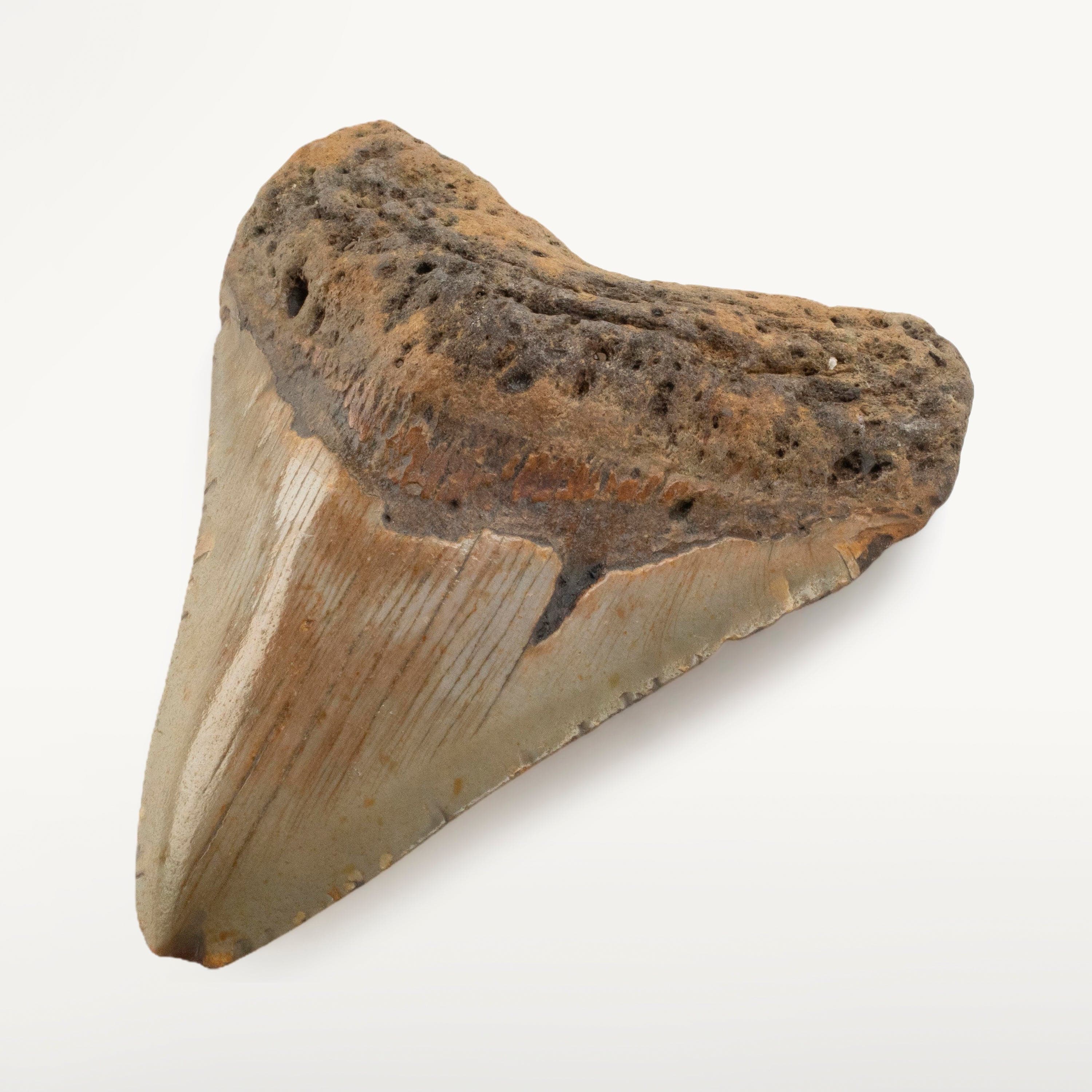Kalifano Megalodon Teeth Megalodon Tooth from South Carolina - 3.6" ST2000.087