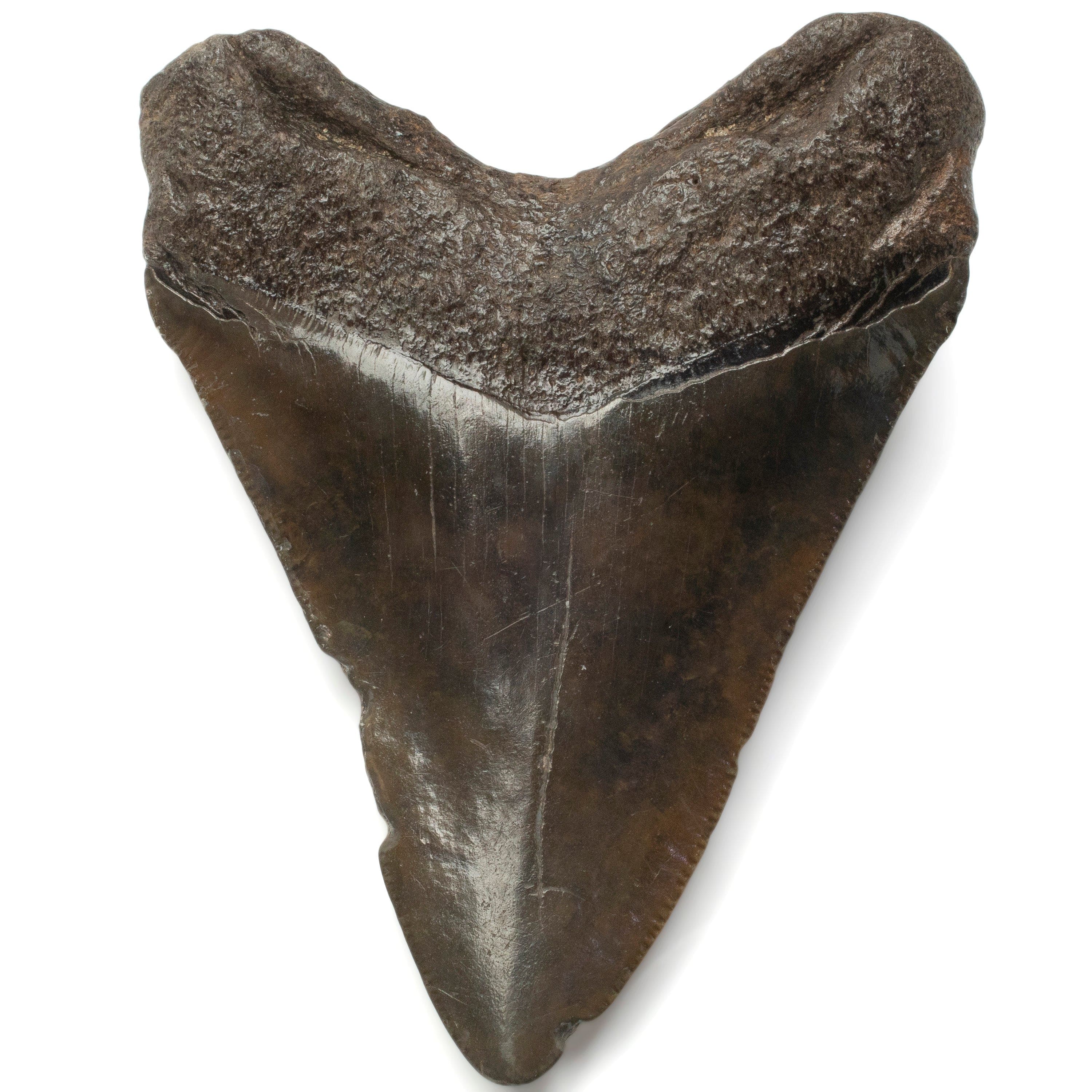 Kalifano Megalodon Teeth Megalodon Tooth from South Carolina - 3.7" ST1400.047