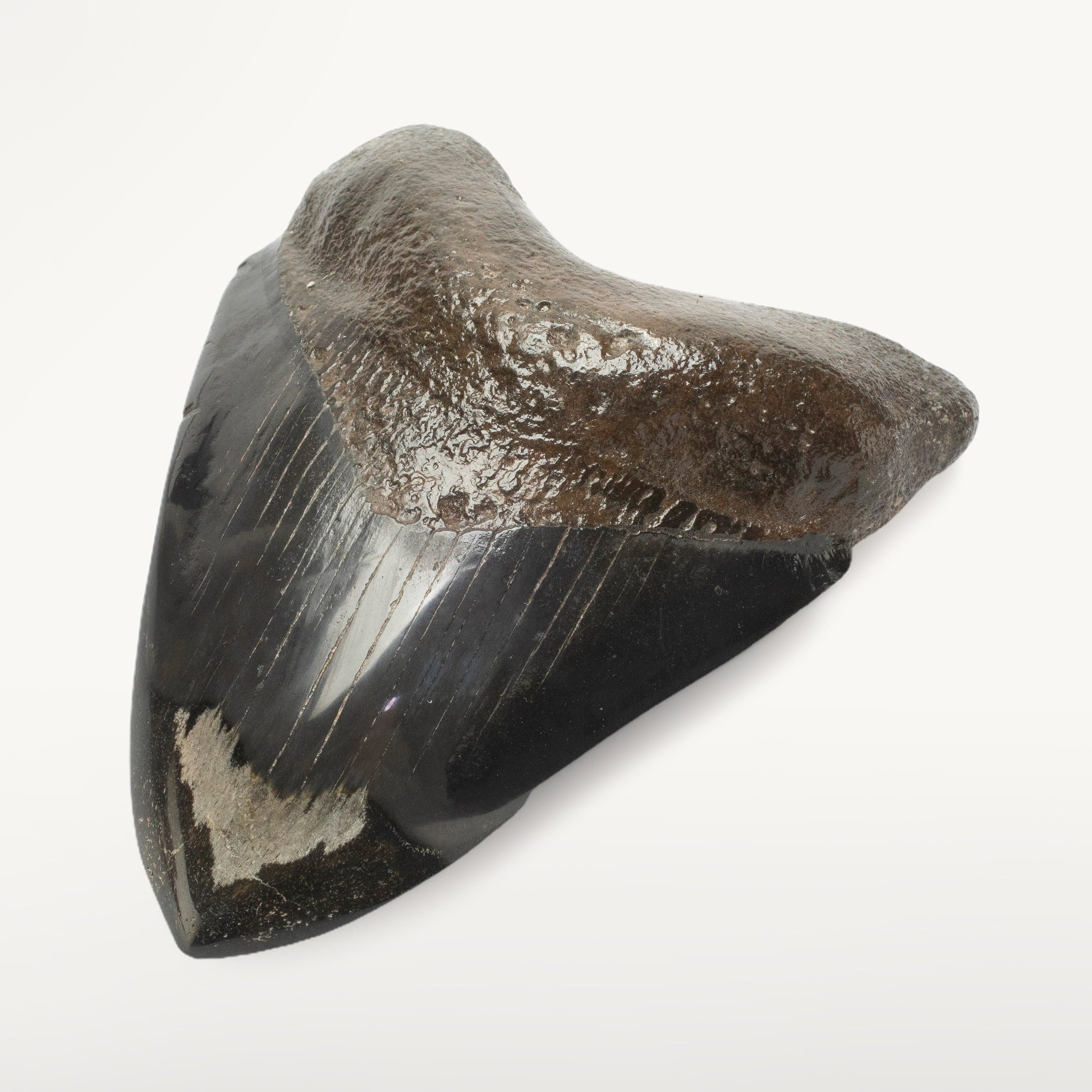 Kalifano Megalodon Teeth Megalodon Tooth from South Carolina - 3.7" ST2000.107
