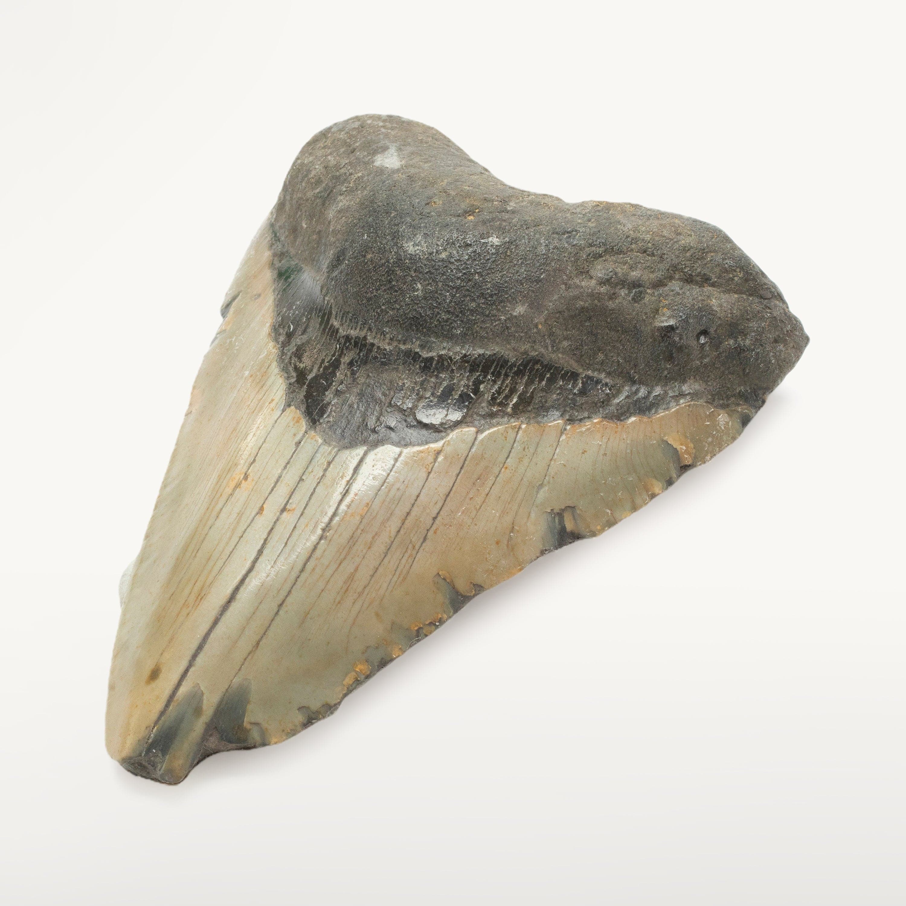 Kalifano Megalodon Teeth Megalodon Tooth from South Carolina - 3.8" ST1000.058