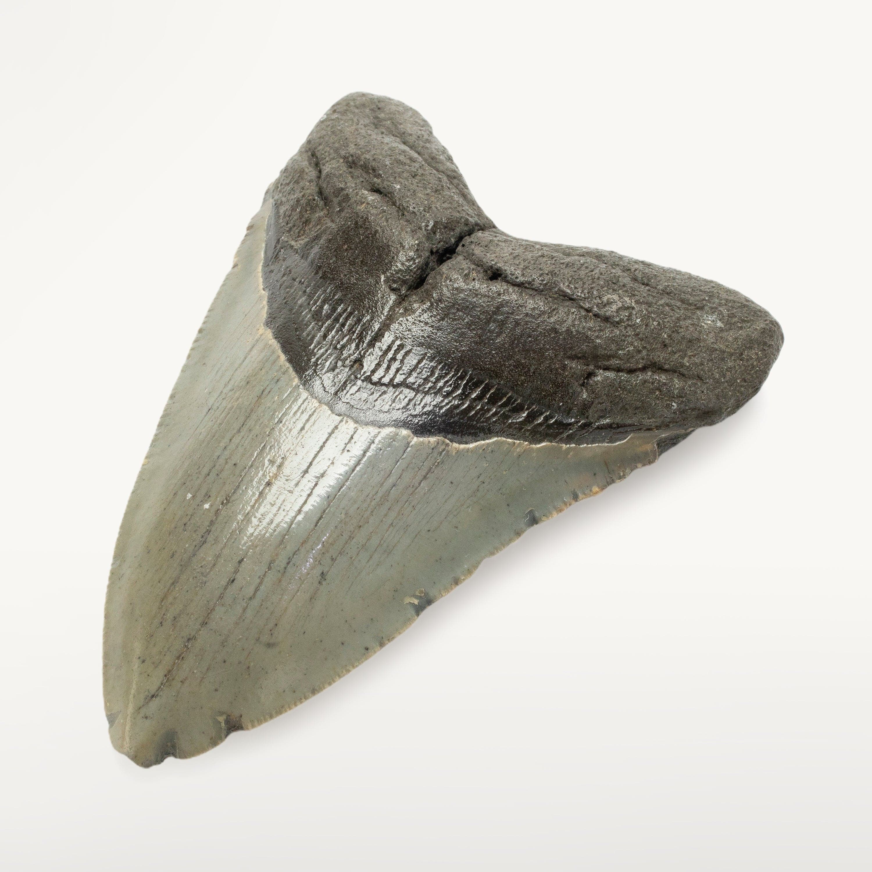 Kalifano Megalodon Teeth Megalodon Tooth from South Carolina - 3.8" ST1400.028