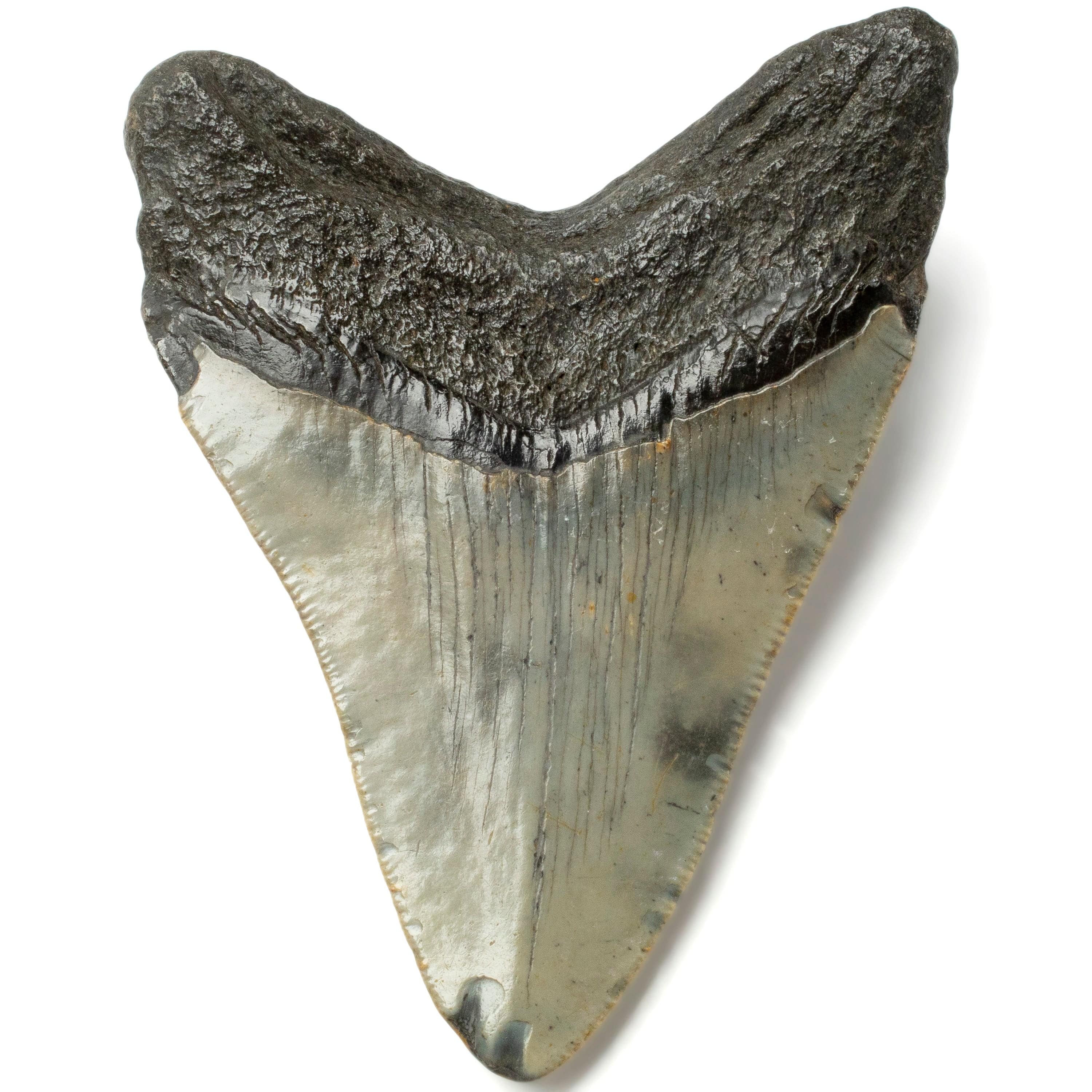 Kalifano Megalodon Teeth Megalodon Tooth from South Carolina - 3.8" ST1400.030