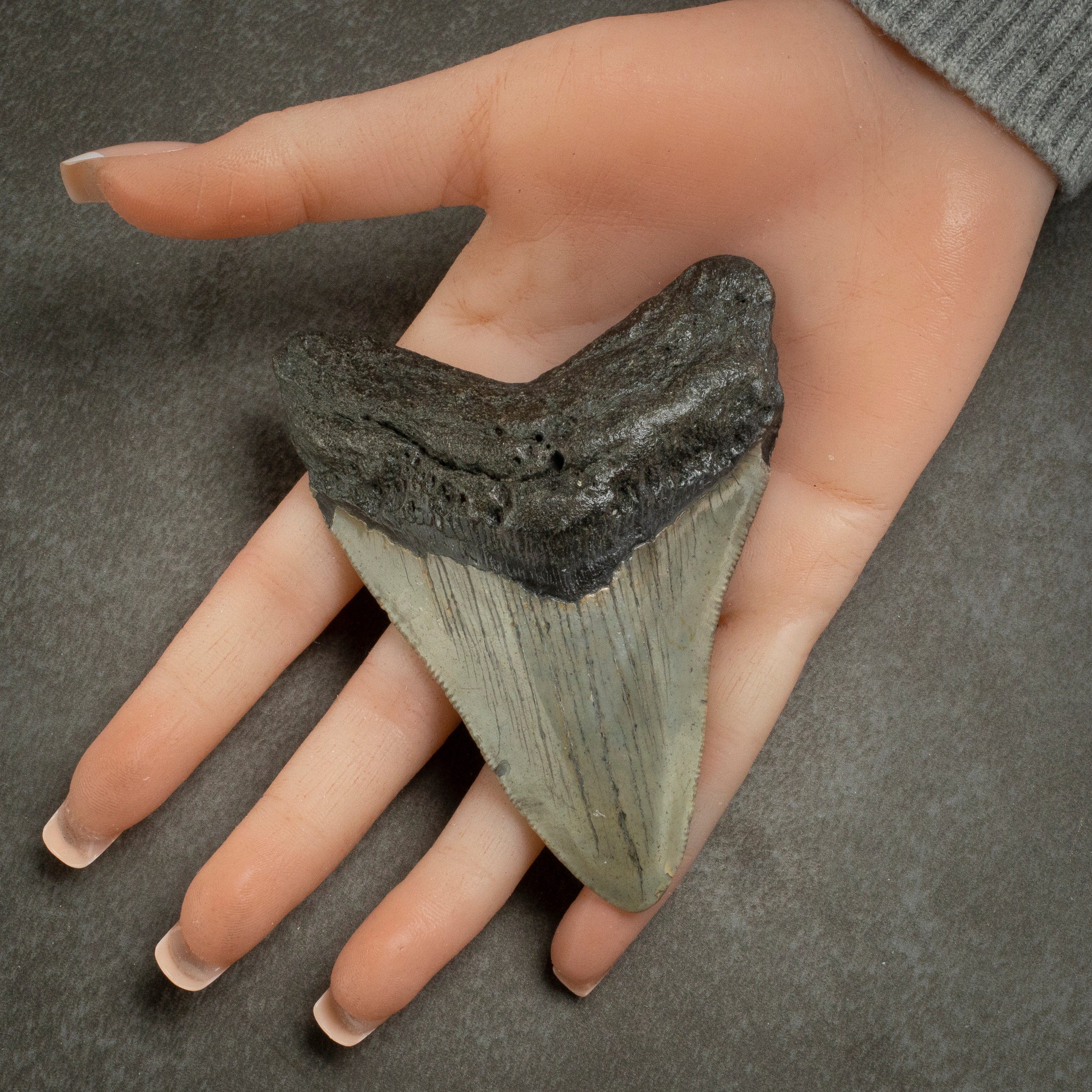 Kalifano Megalodon Teeth Megalodon Tooth from South Carolina - 3.8" ST1400.030