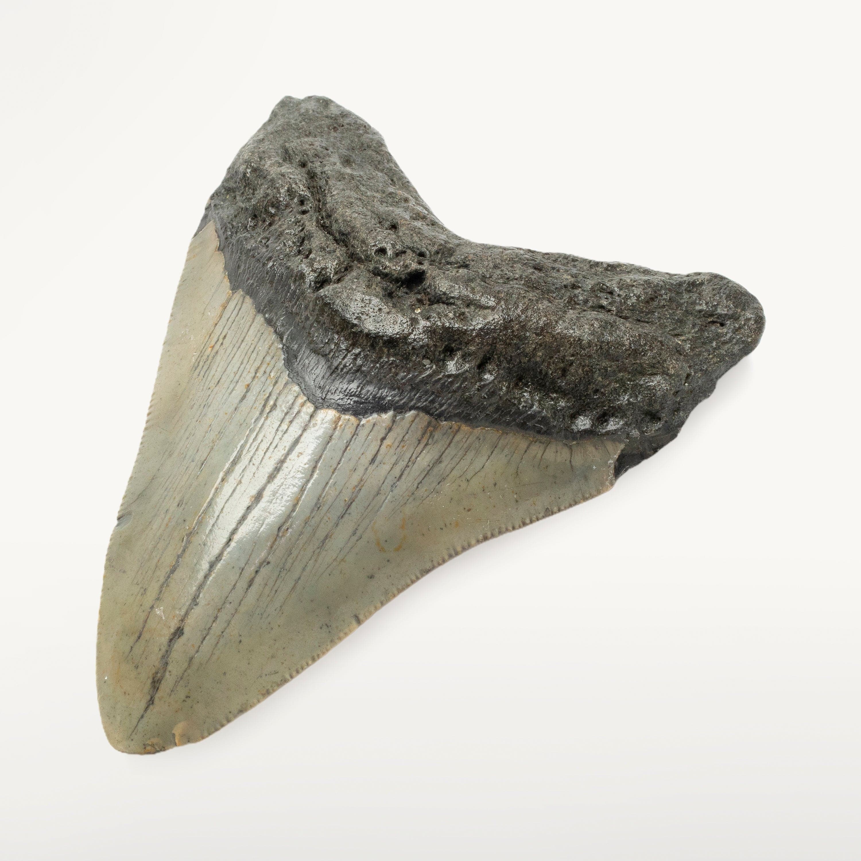 Kalifano Megalodon Teeth Megalodon Tooth from South Carolina - 3.8" ST1400.030