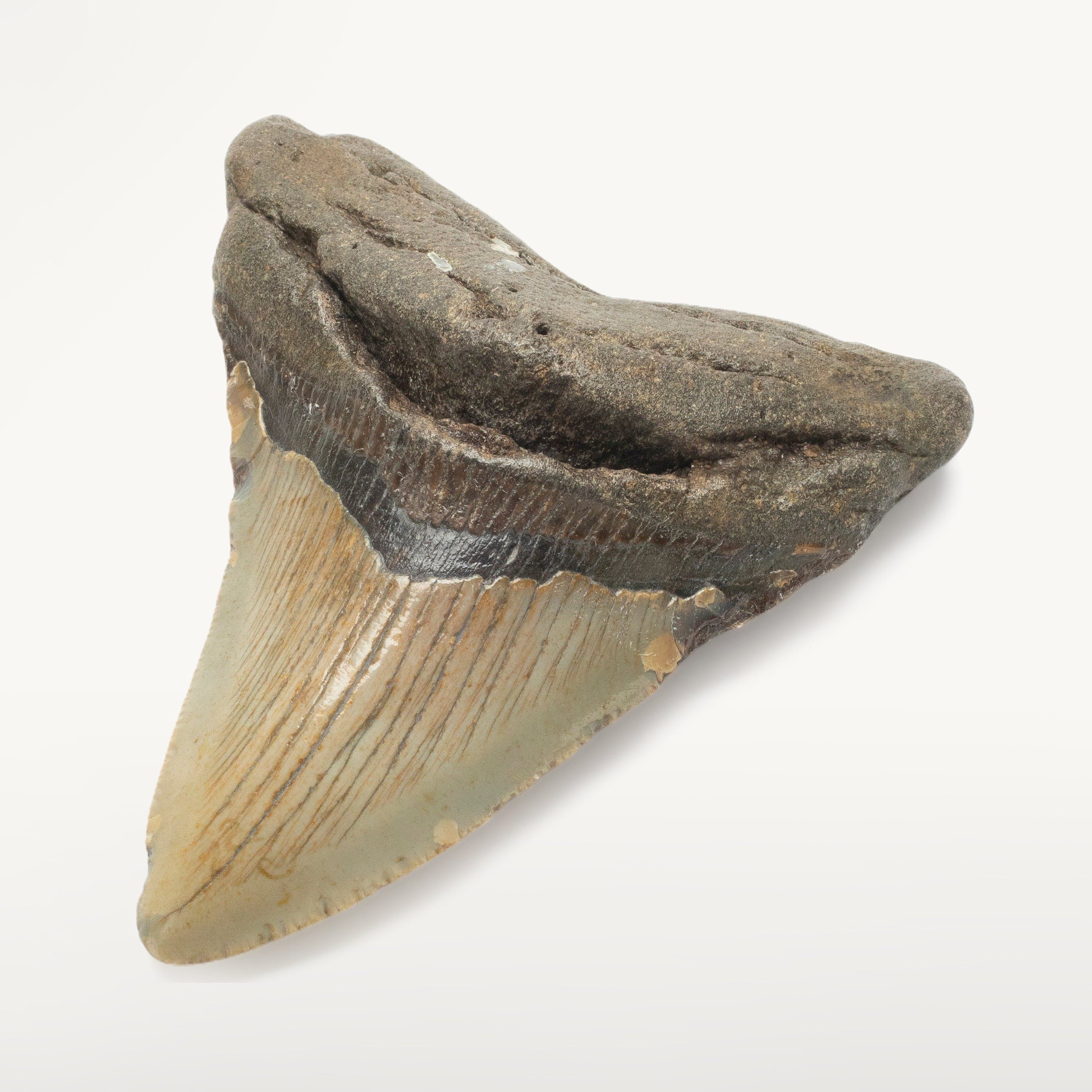 Kalifano Megalodon Teeth Megalodon Tooth from South Carolina - 3.8" ST1400.040
