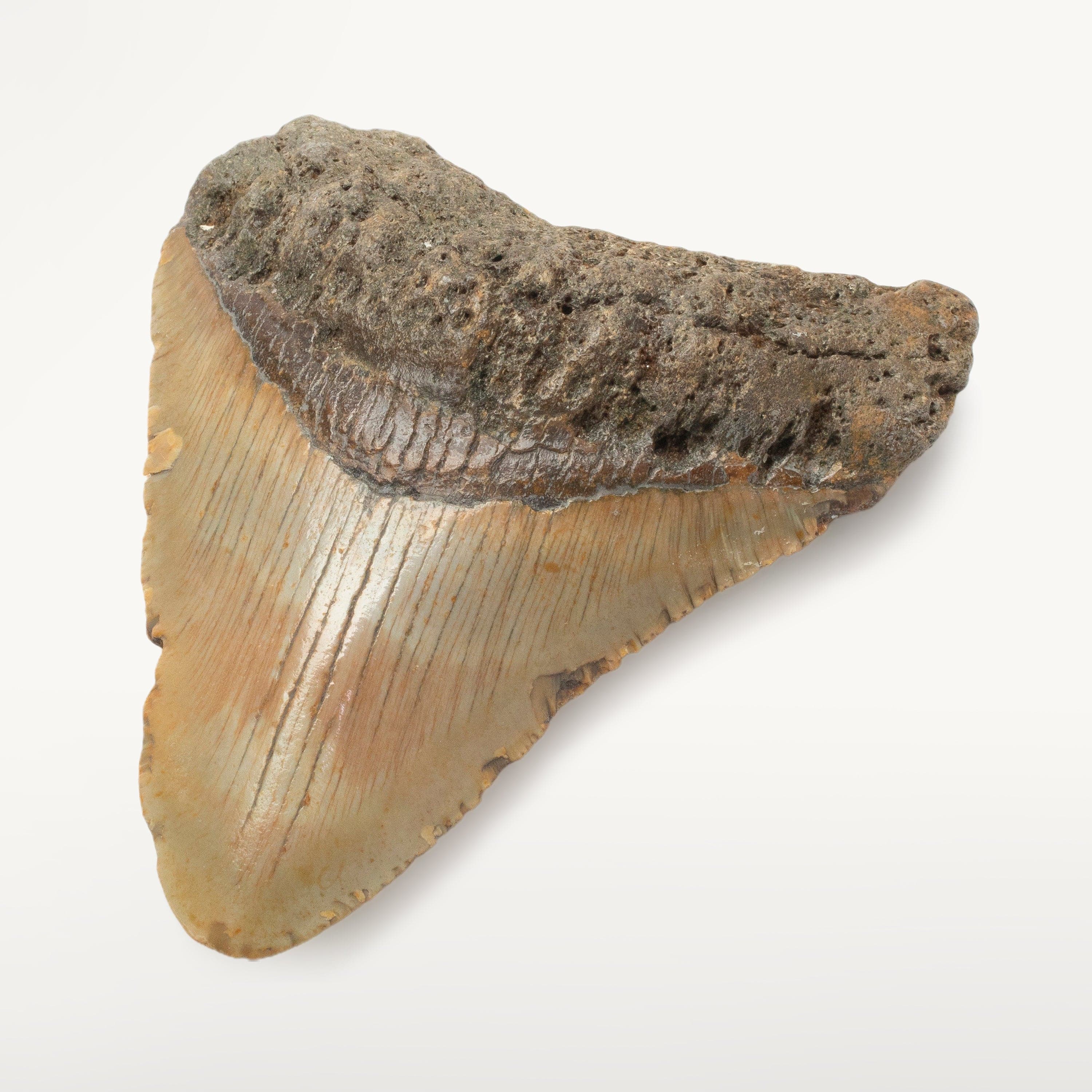 Kalifano Megalodon Teeth Megalodon Tooth from South Carolina - 3.8" ST1600.036