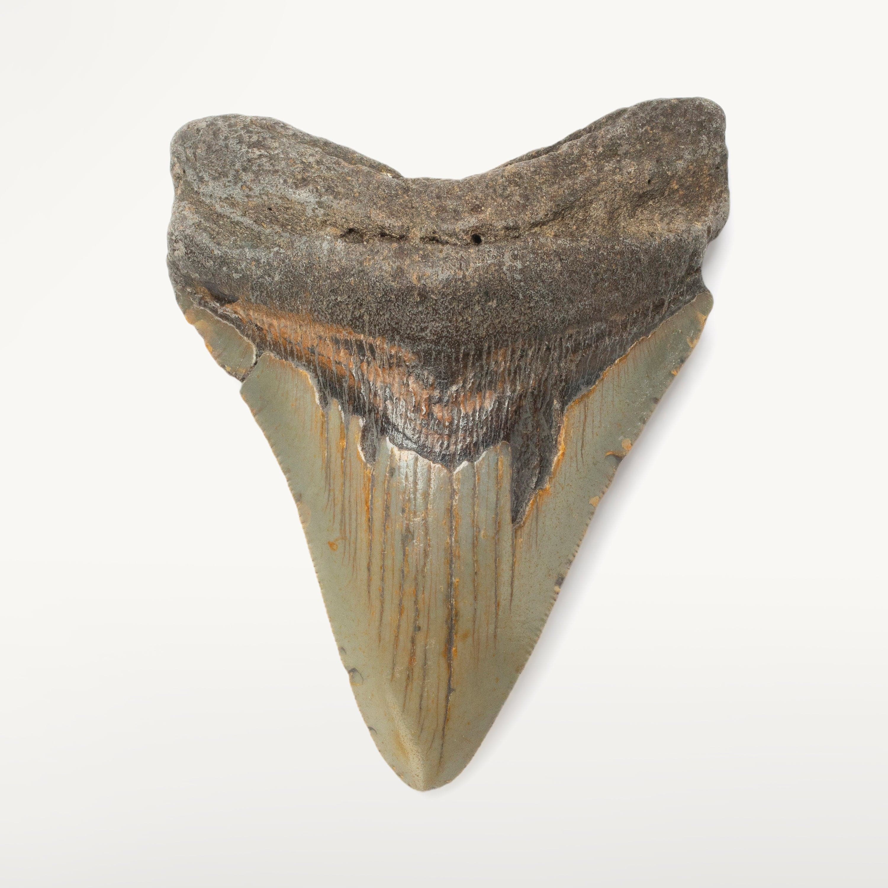 Kalifano Megalodon Teeth Megalodon Tooth from South Carolina - 3.9" ST1600.030