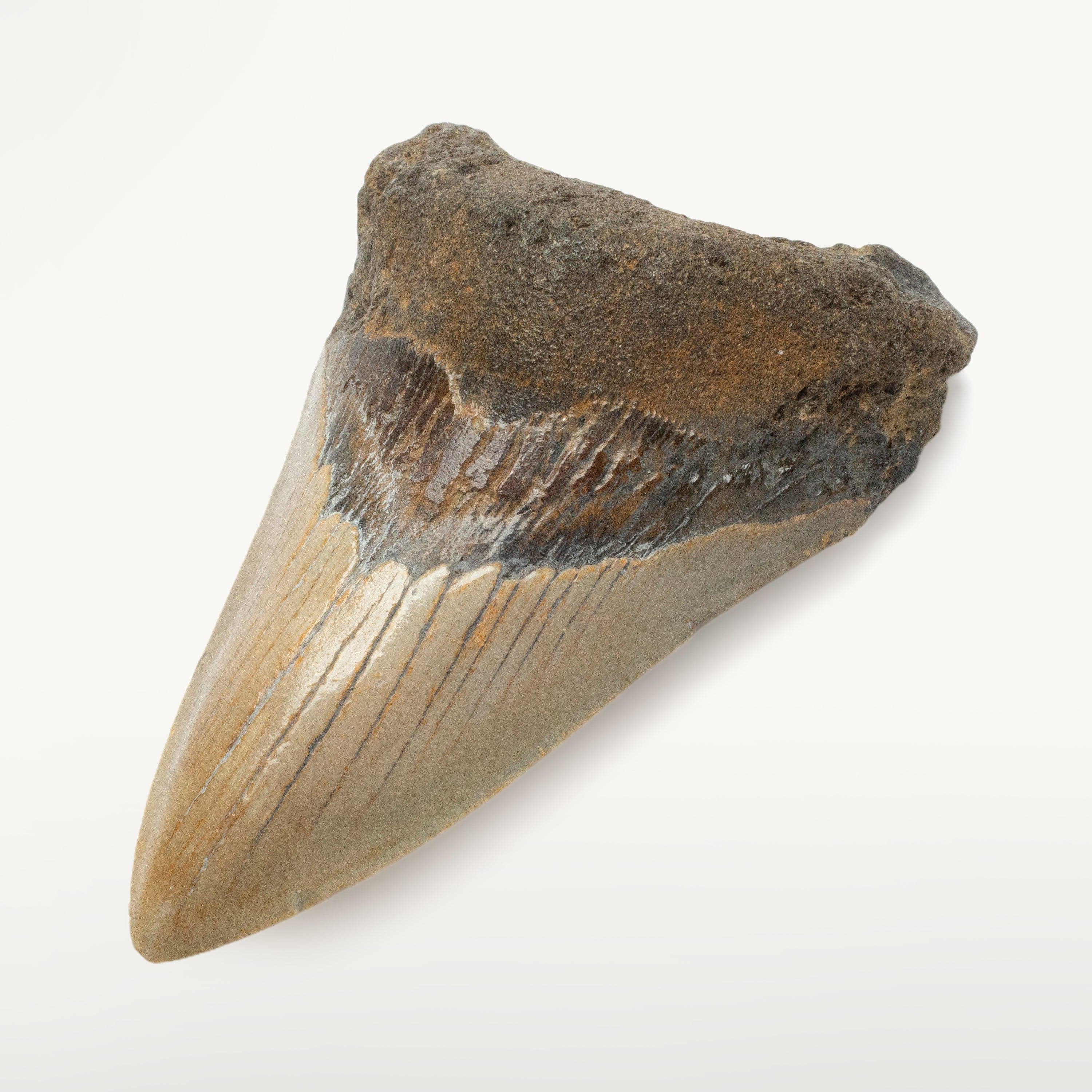 Kalifano Megalodon Teeth Megalodon Tooth from South Carolina - 3.9" ST1600.031