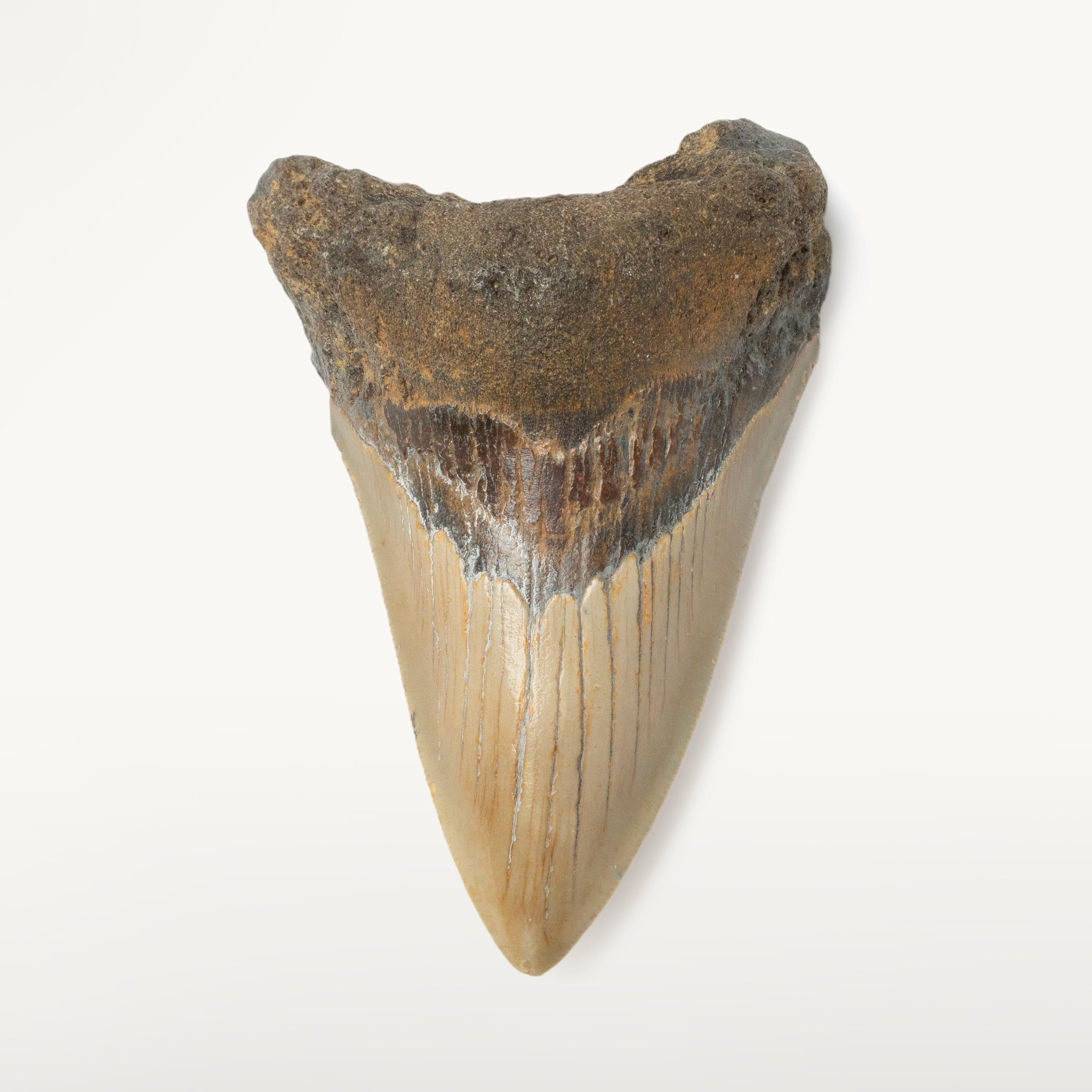 Kalifano Megalodon Teeth Megalodon Tooth from South Carolina - 3.9" ST1600.031