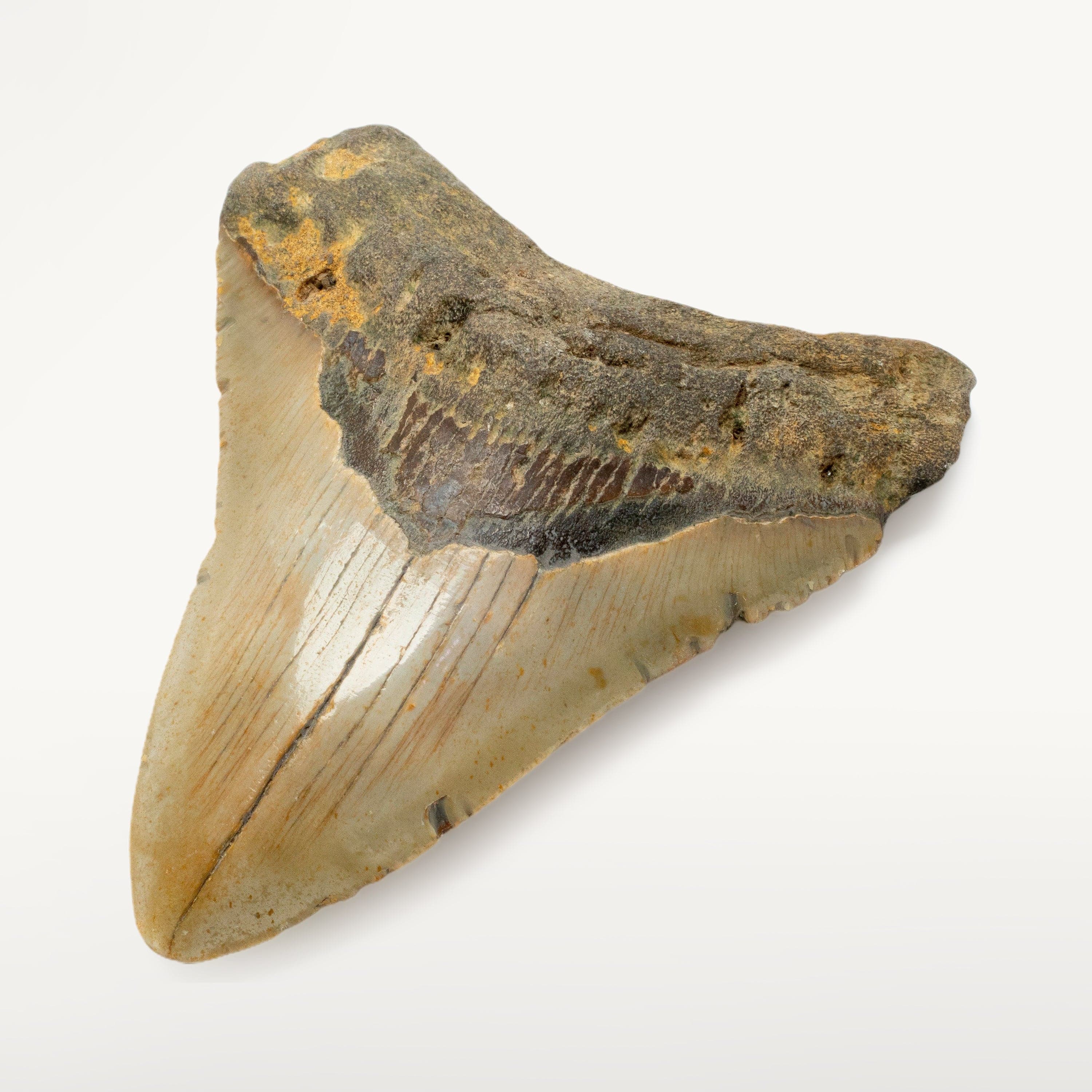 Kalifano Megalodon Teeth Megalodon Tooth from South Carolina - 3.9" ST1600.033