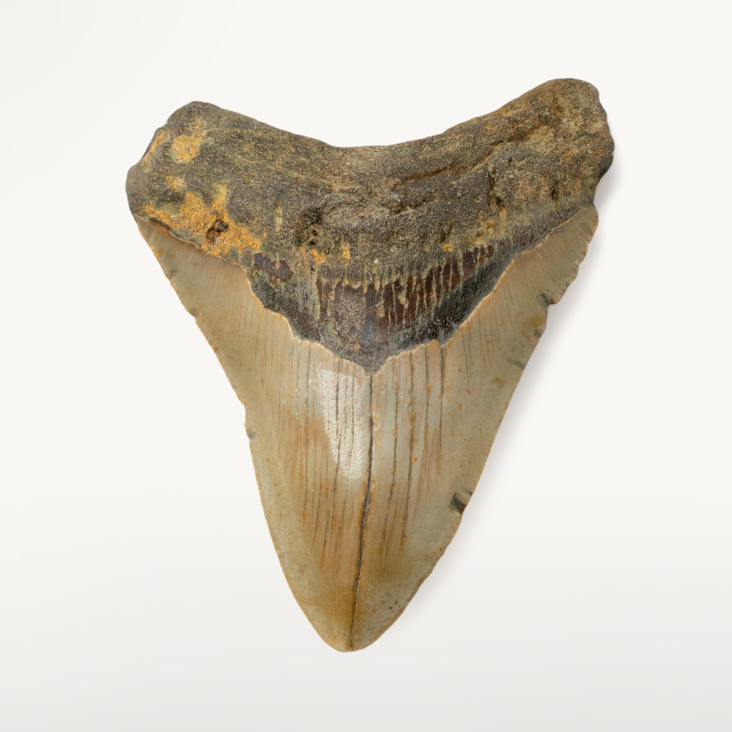 Kalifano Megalodon Teeth Megalodon Tooth from South Carolina - 3.9" ST1600.033