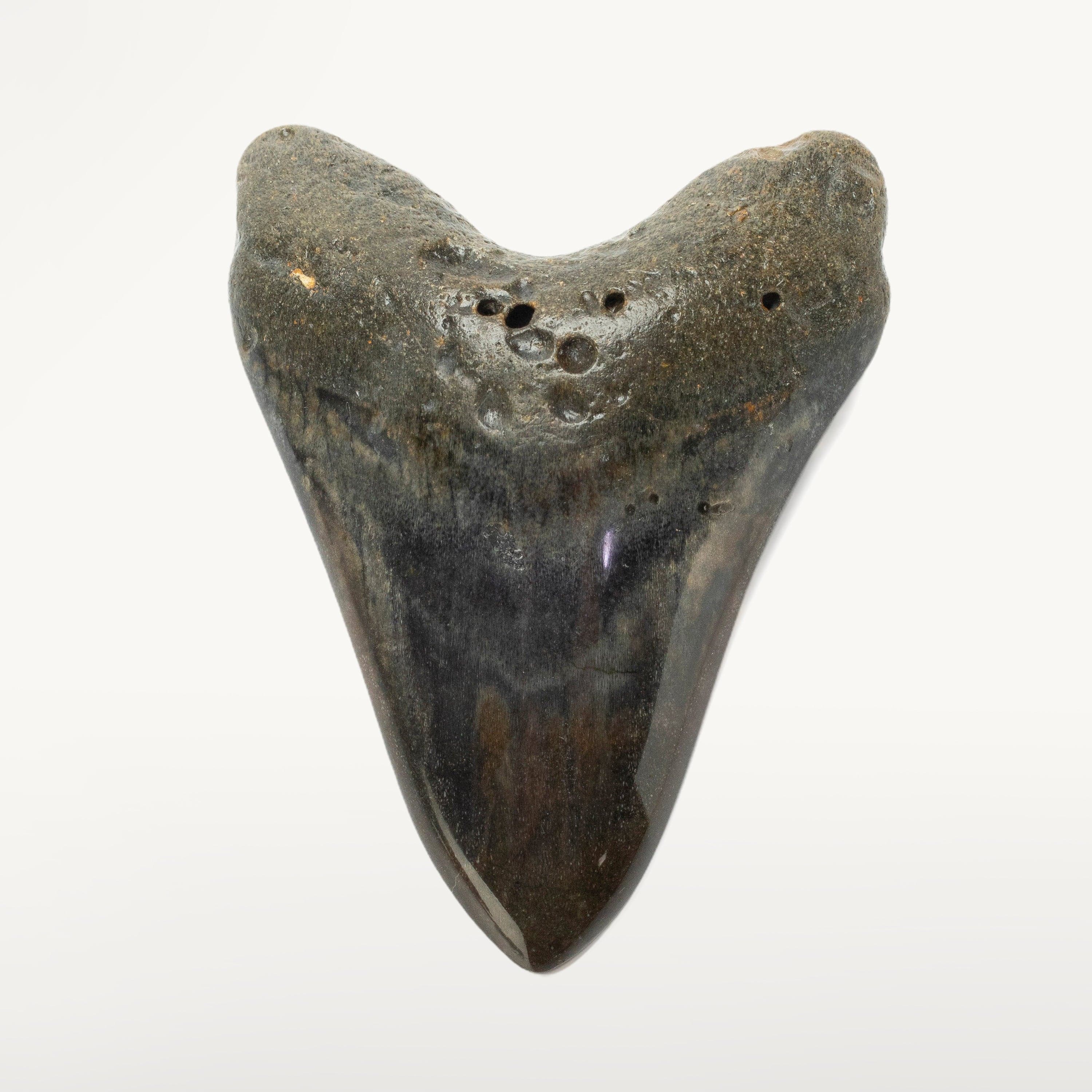 Kalifano Megalodon Teeth Megalodon Tooth from South Carolina - 3.9" ST2000.092