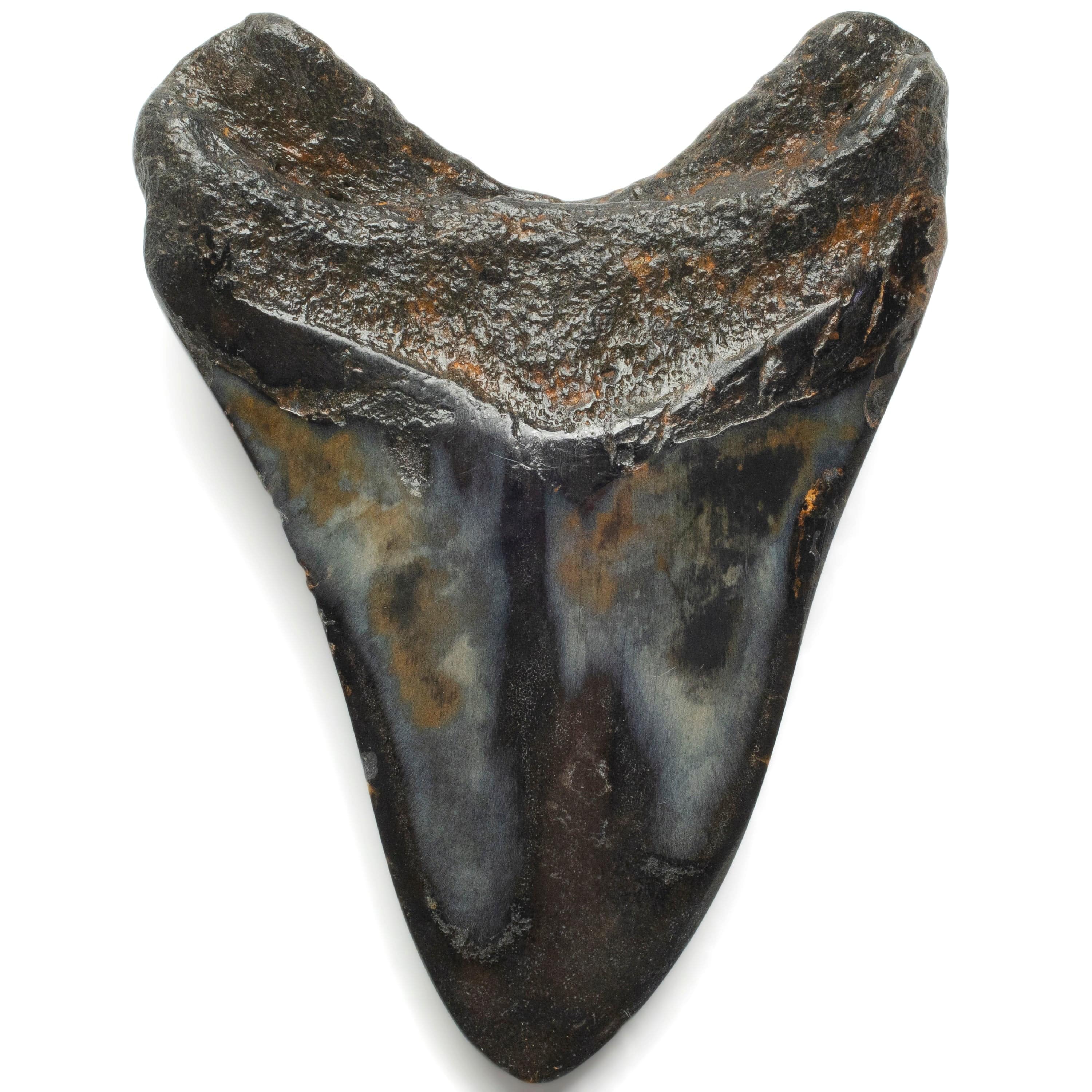Kalifano Megalodon Teeth Megalodon Tooth from South Carolina - 3.9" ST2000.101