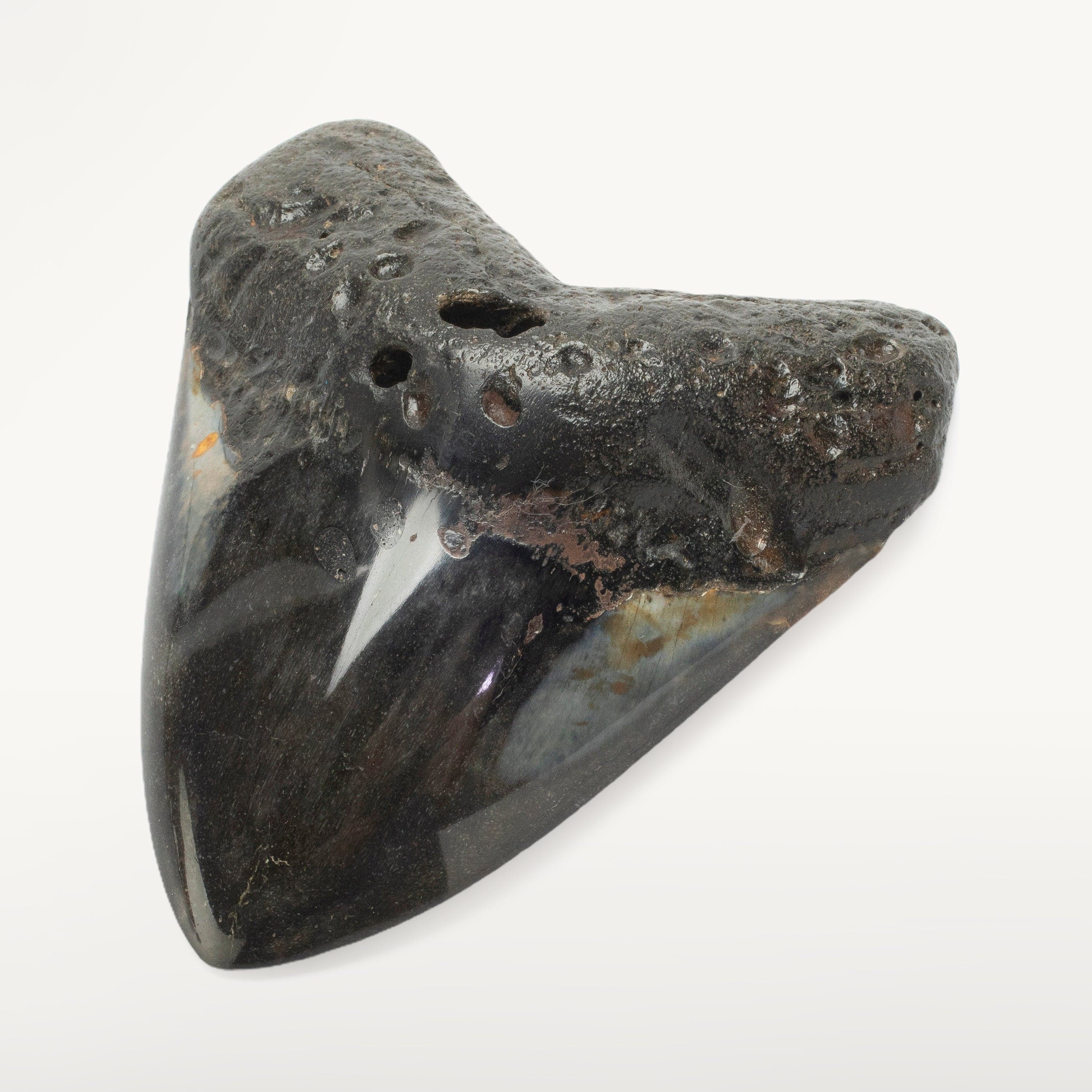 Kalifano Megalodon Teeth Megalodon Tooth from South Carolina - 3.9" ST2000.115
