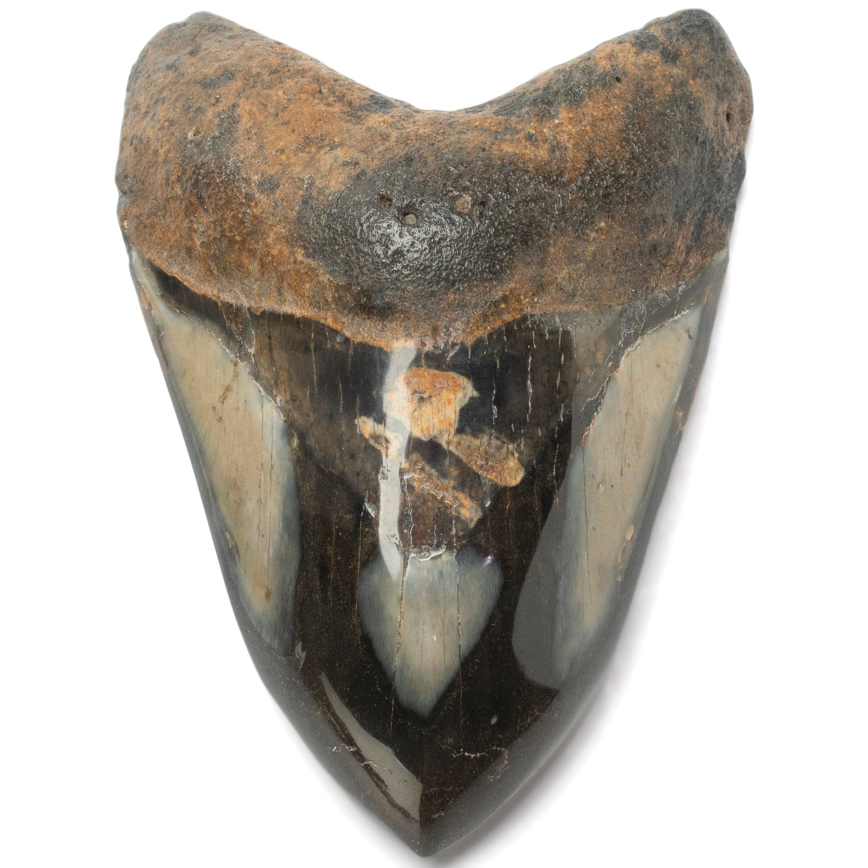 Kalifano Megalodon Teeth Megalodon Tooth from South Carolina - 4.0" ST2000.097
