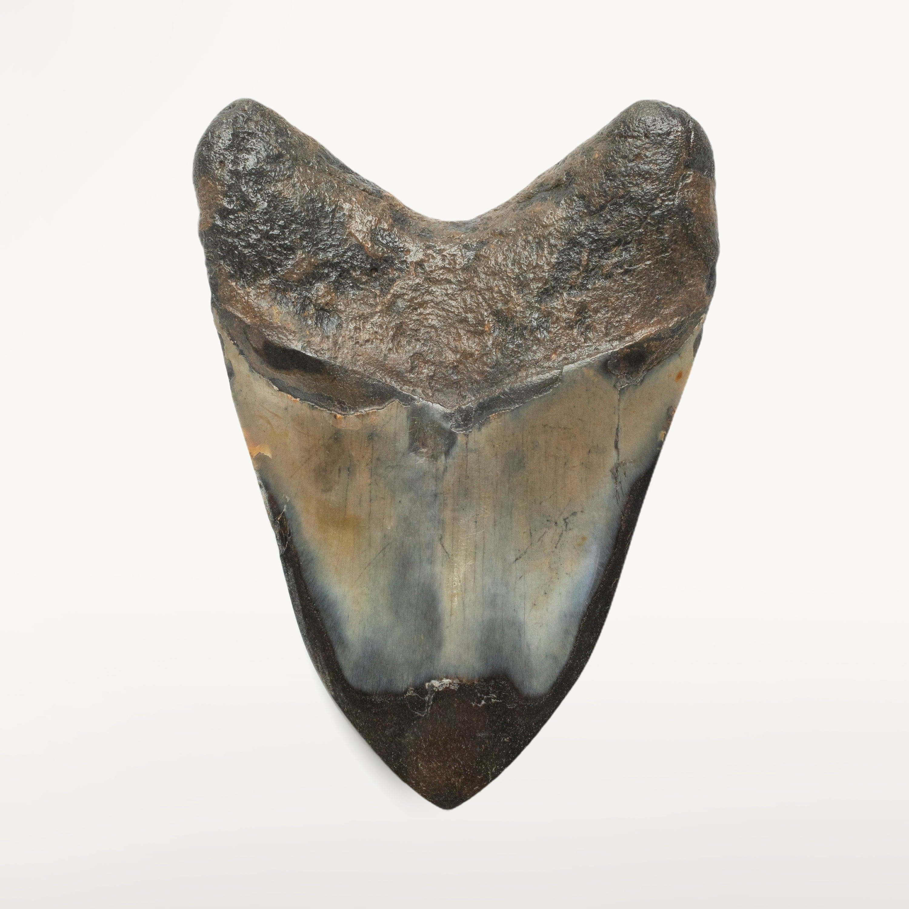 Kalifano Megalodon Teeth Megalodon Tooth from South Carolina - 4.0" ST2000.097