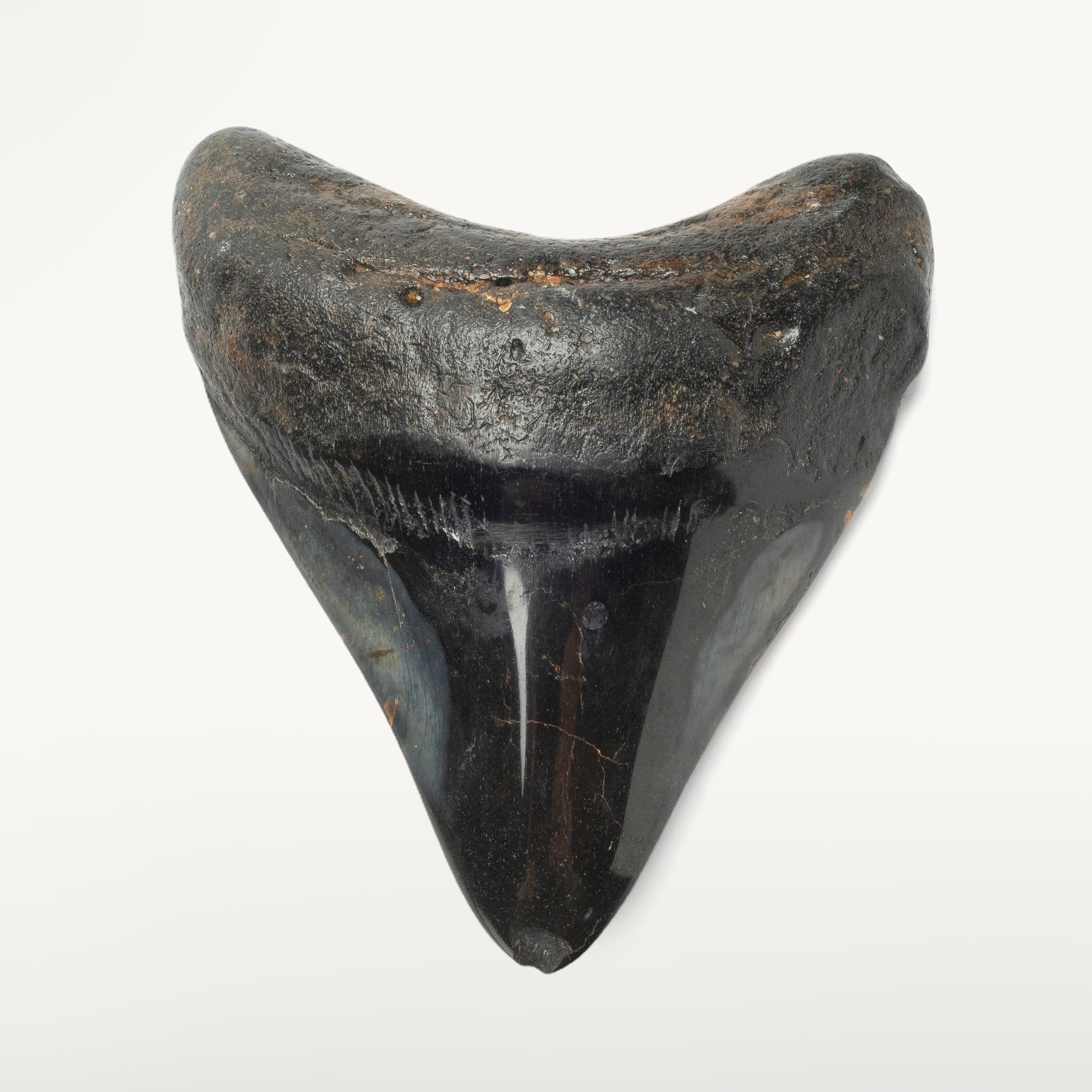 Kalifano Megalodon Teeth Megalodon Tooth from South Carolina - 4.0" ST2000.099