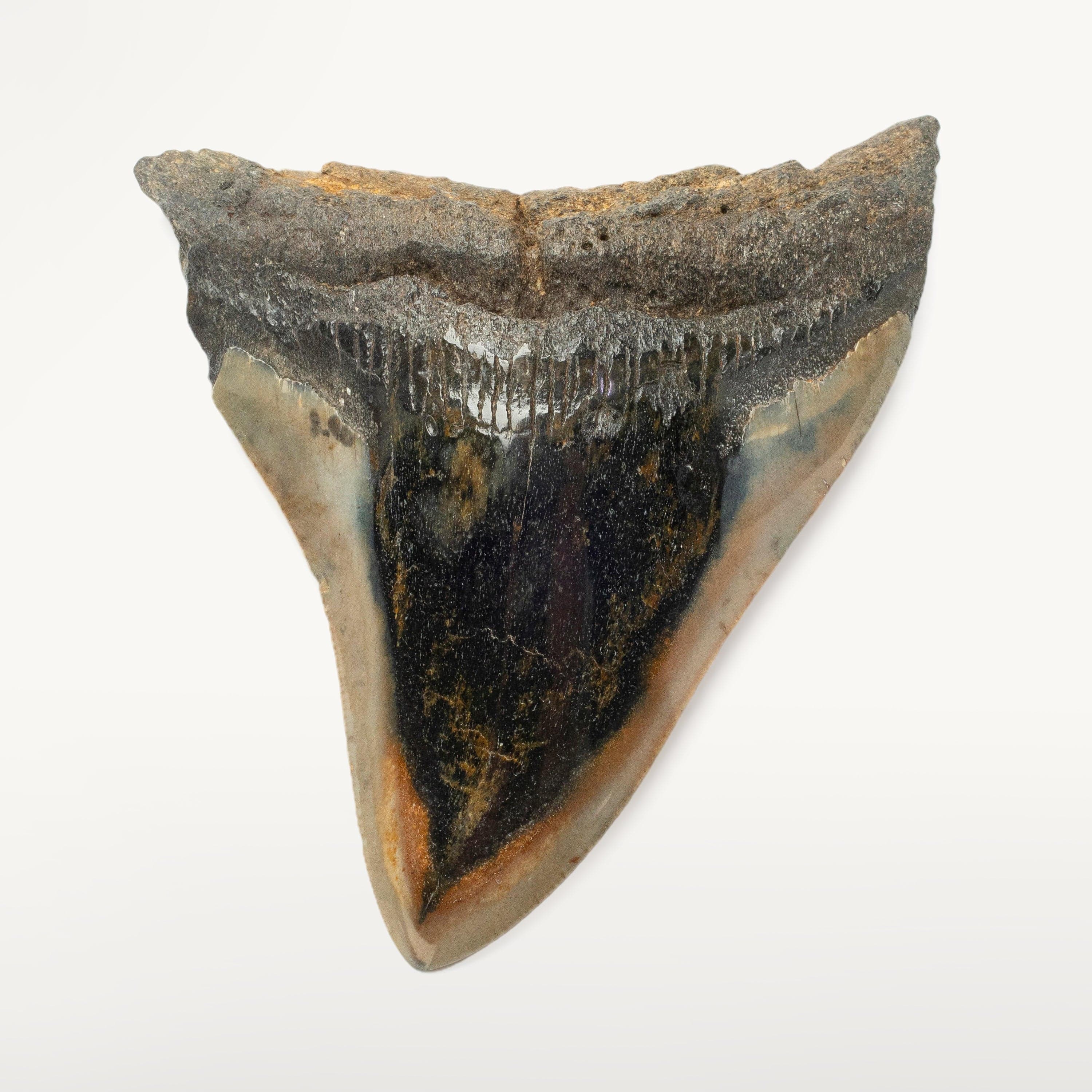 Kalifano Megalodon Teeth Megalodon Tooth from South Carolina - 4.0" ST2000.100
