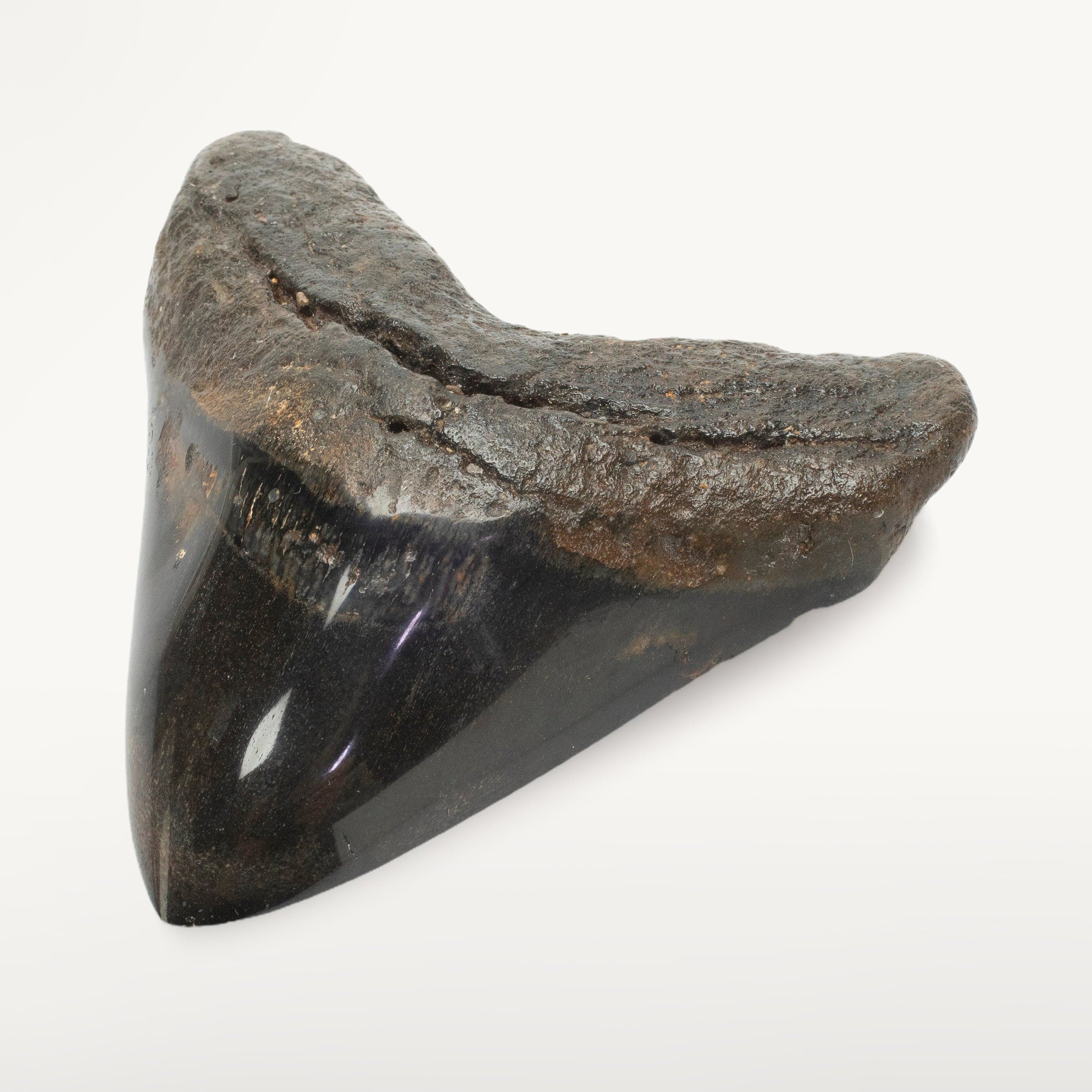 Kalifano Megalodon Teeth Megalodon Tooth from South Carolina - 4.0" ST2000.105
