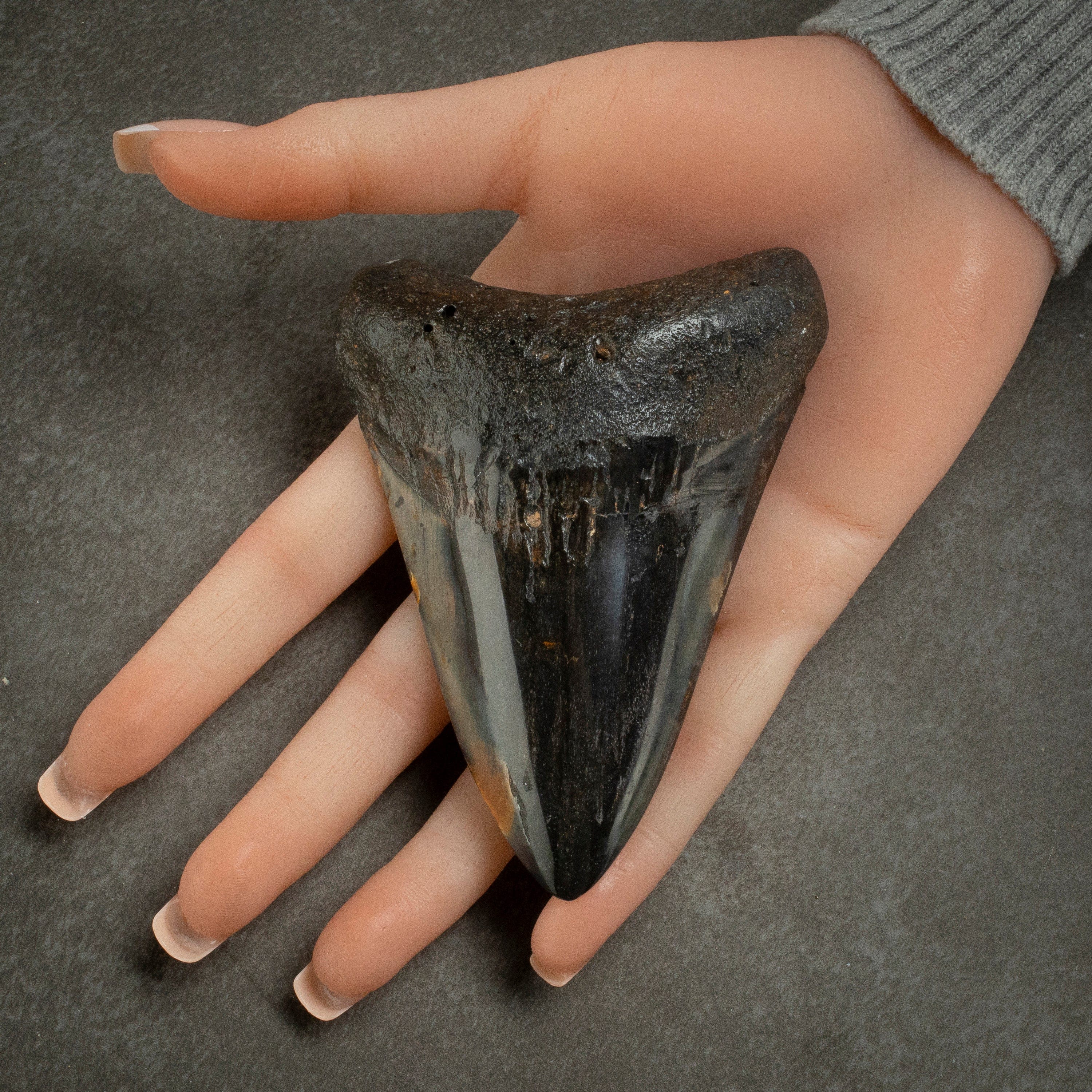 Kalifano Megalodon Teeth Megalodon Tooth from South Carolina - 4.0" ST2000.106