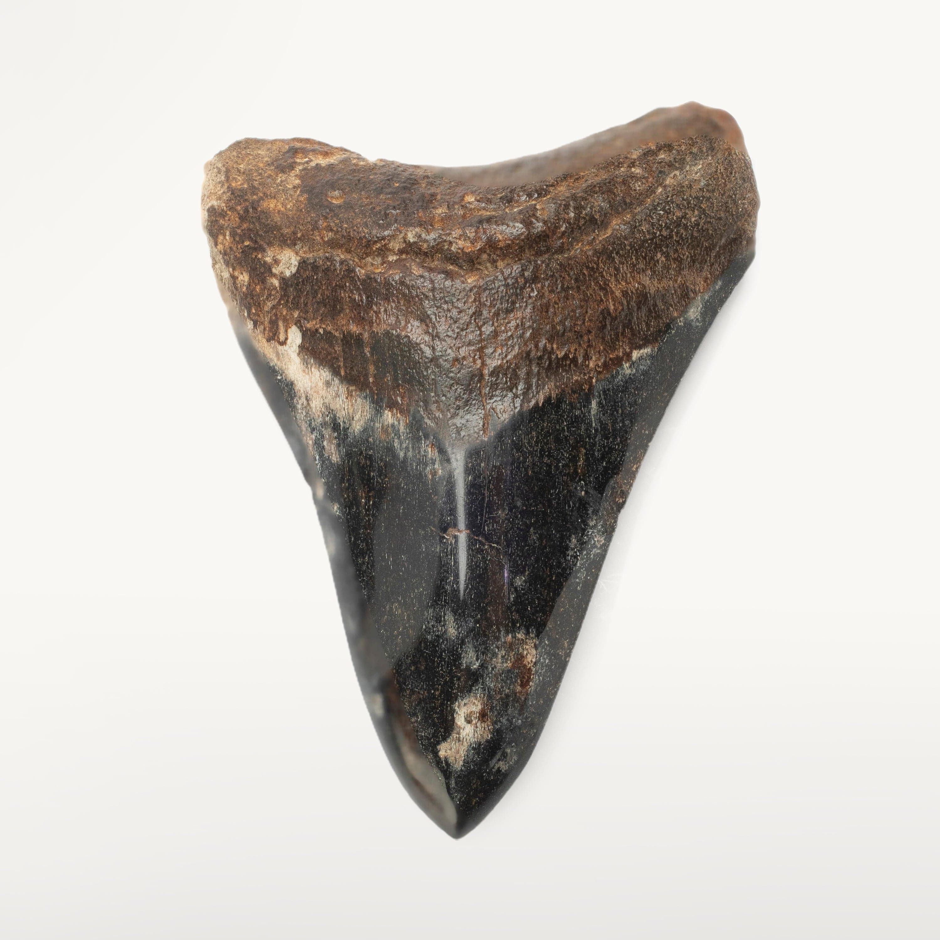 Kalifano Megalodon Teeth Megalodon Tooth from South Carolina - 4.0" ST2000.110