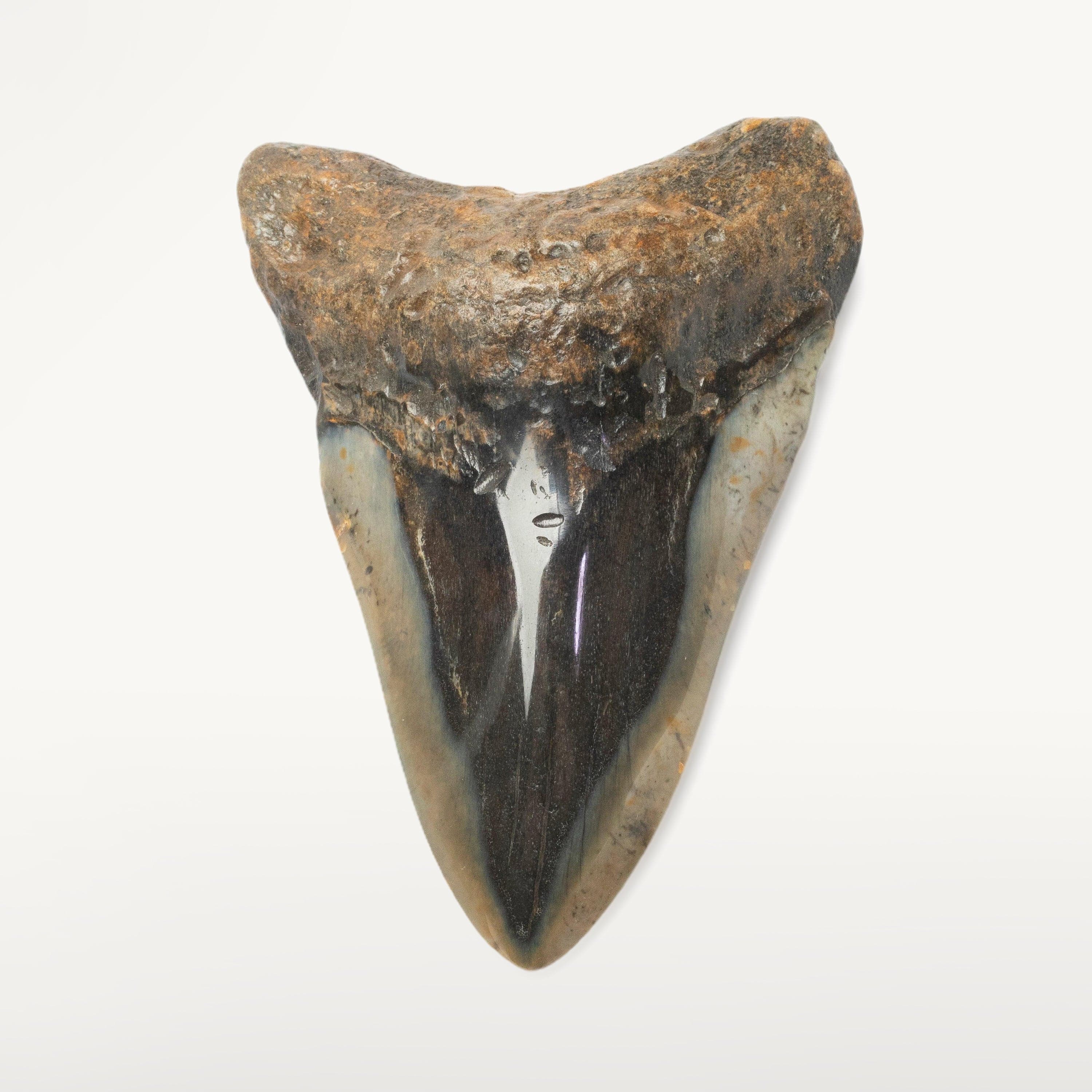 Kalifano Megalodon Teeth Megalodon Tooth from South Carolina - 4.0" ST2000.118