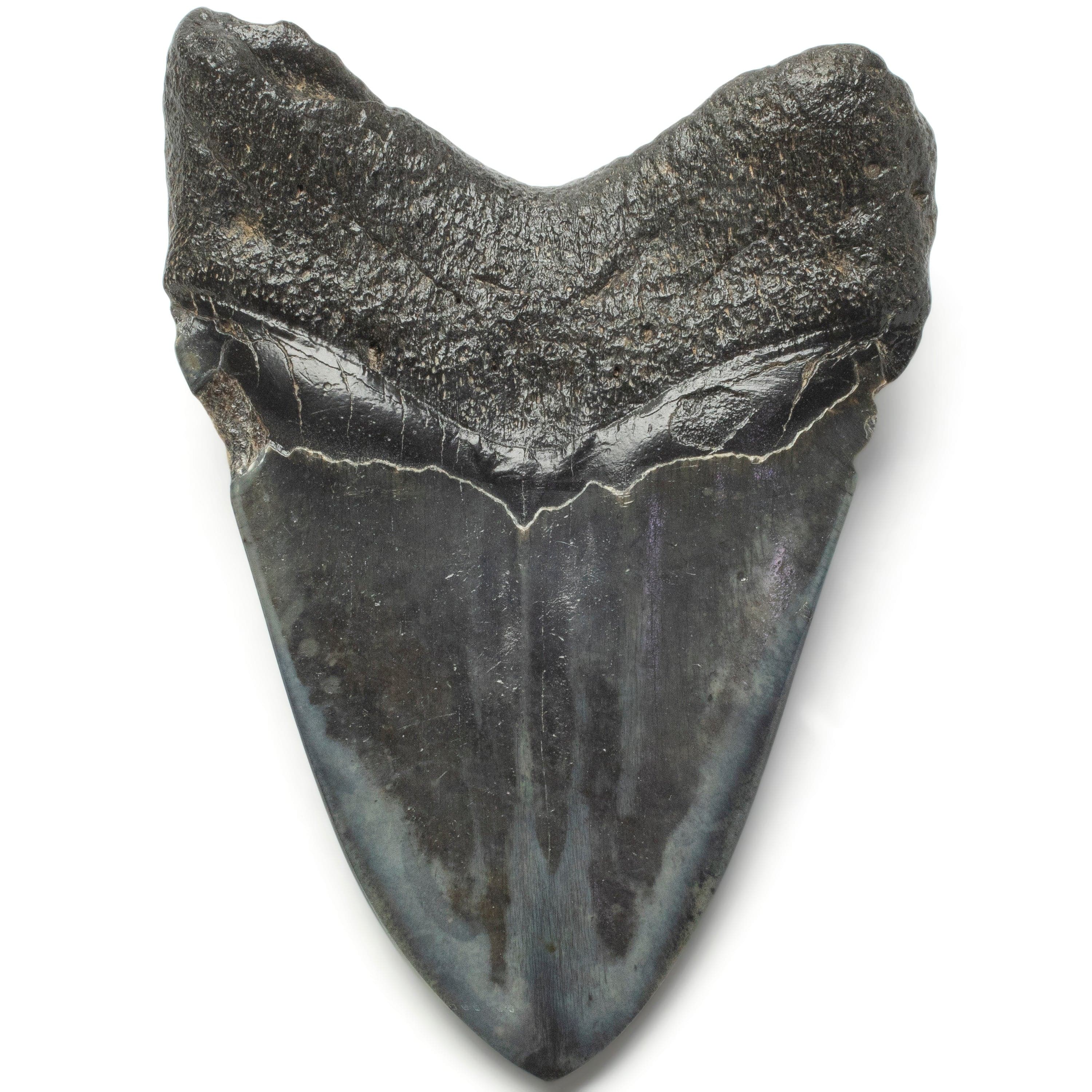 Kalifano Megalodon Teeth Megalodon Tooth from South Carolina - 4.0" ST2000.125