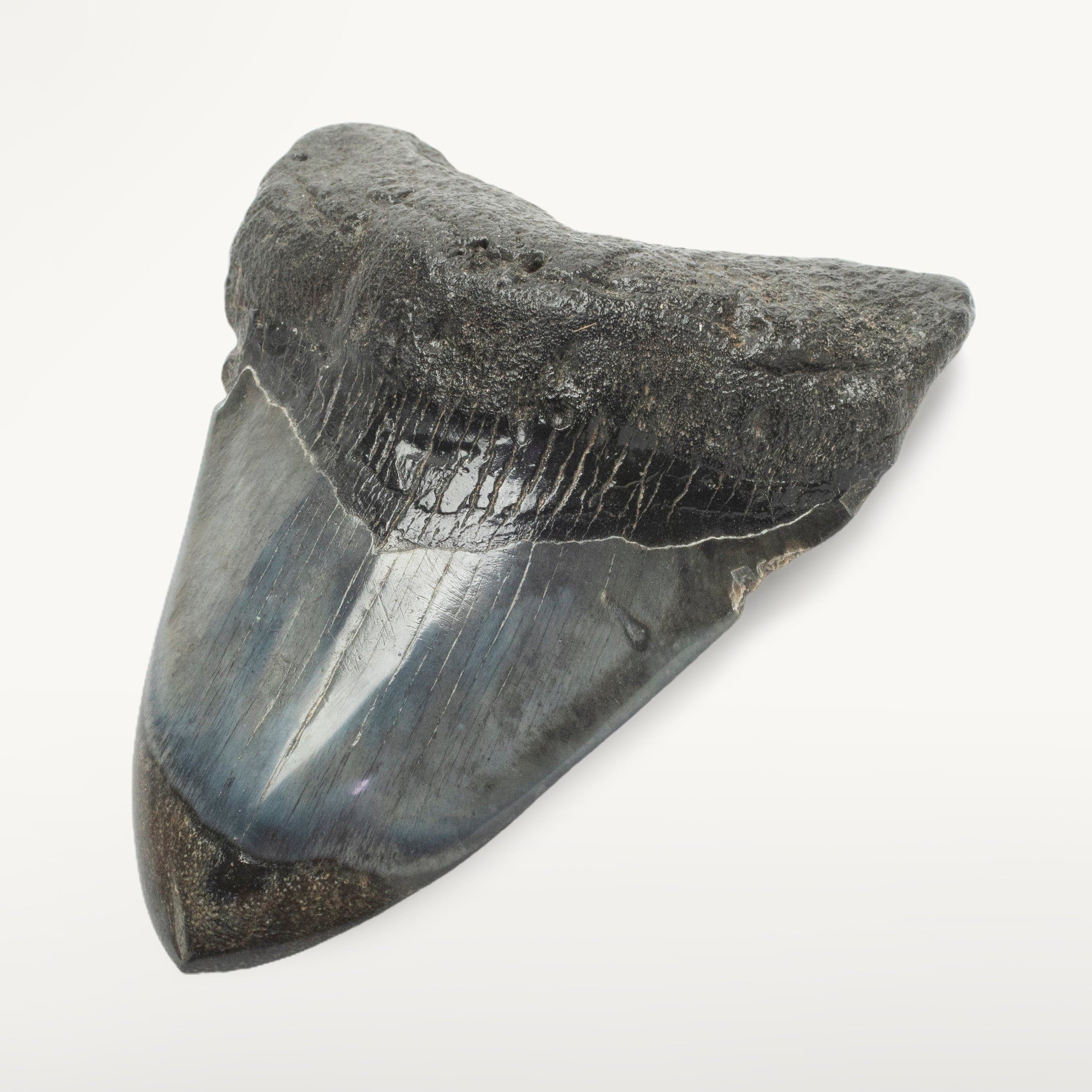 Kalifano Megalodon Teeth Megalodon Tooth from South Carolina - 4.0" ST2000.125
