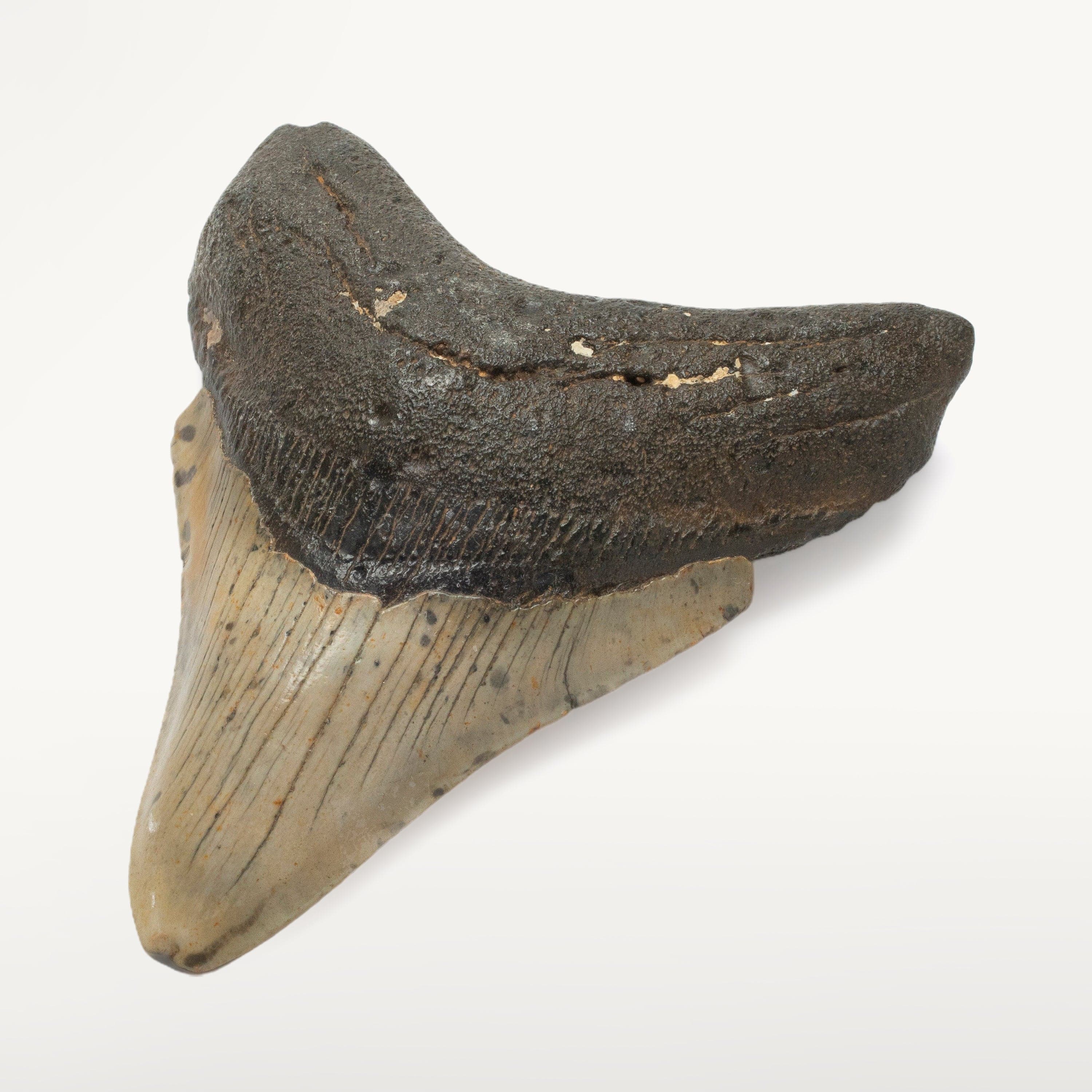 Kalifano Megalodon Teeth Megalodon Tooth from South Carolina - 4.1" ST1600.018