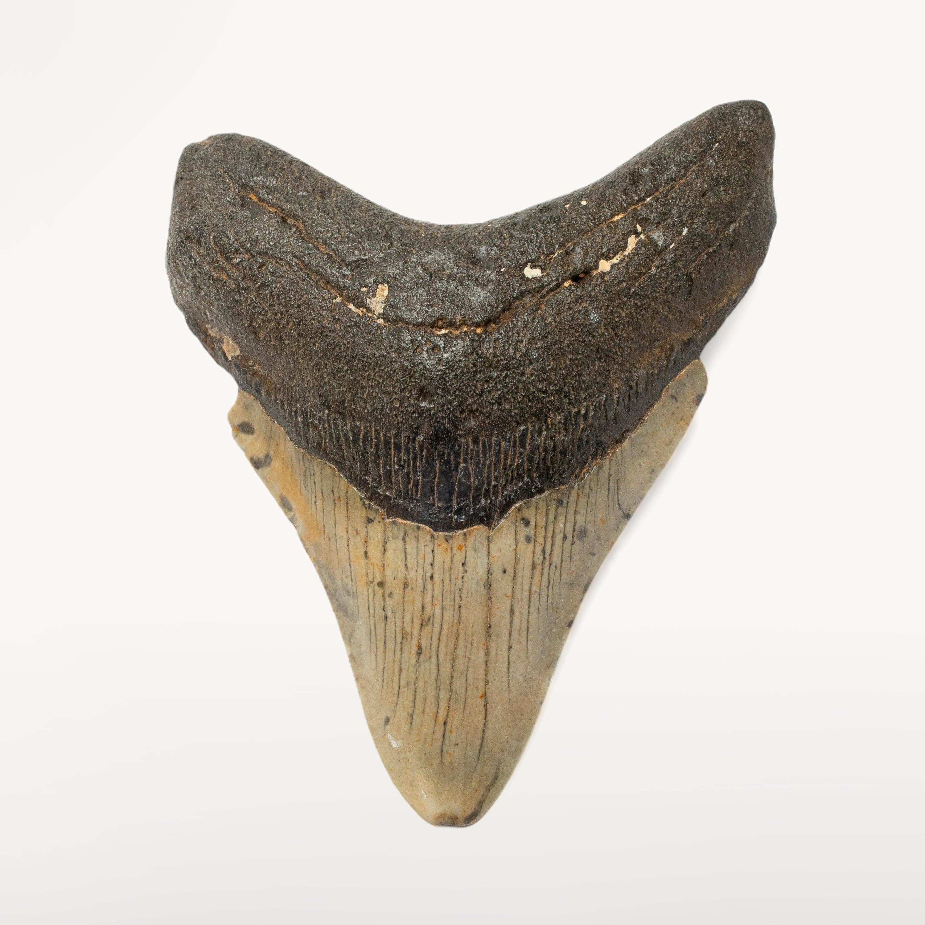 Kalifano Megalodon Teeth Megalodon Tooth from South Carolina - 4.1" ST1600.018