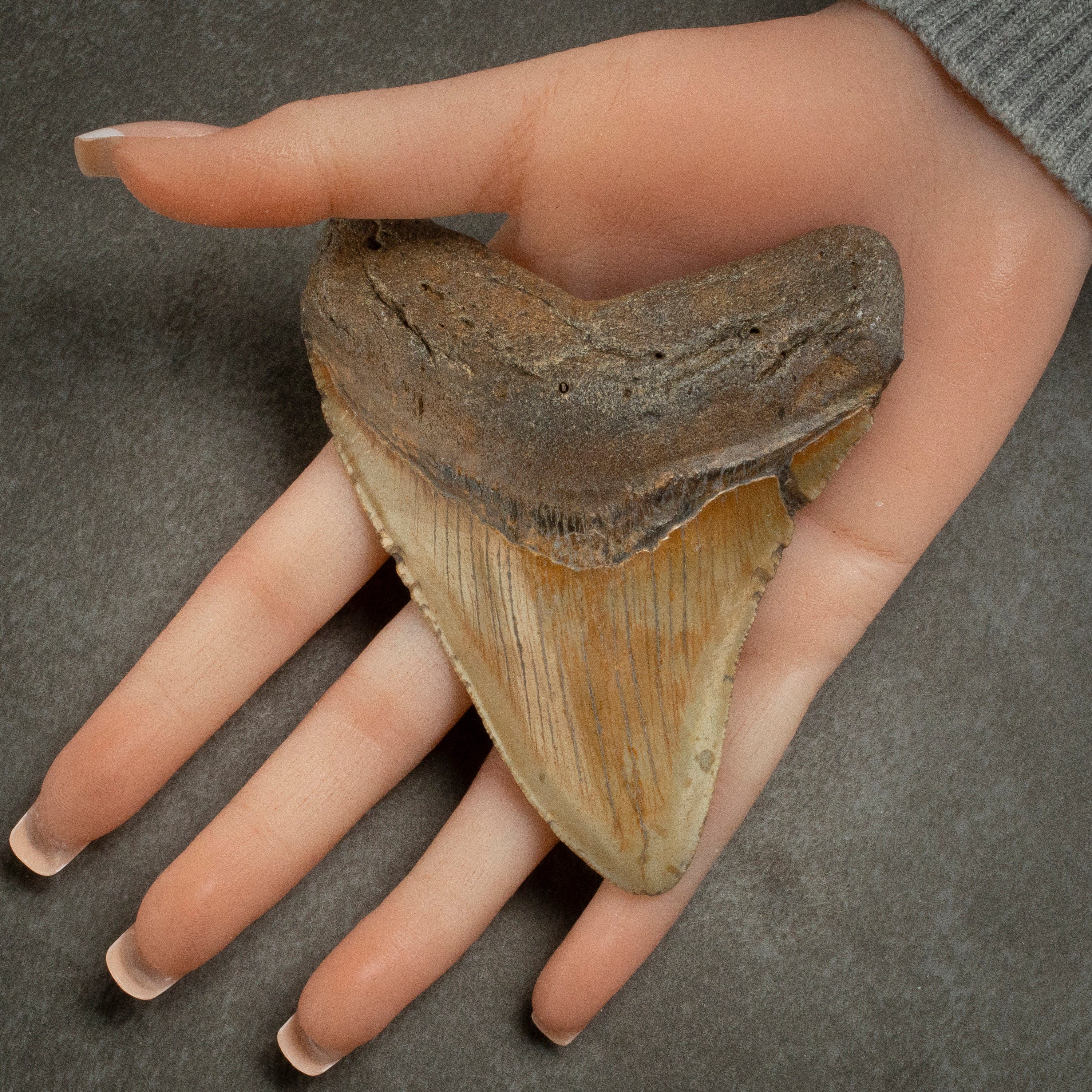Kalifano Megalodon Teeth Megalodon Tooth from South Carolina - 4.1" ST1600.020