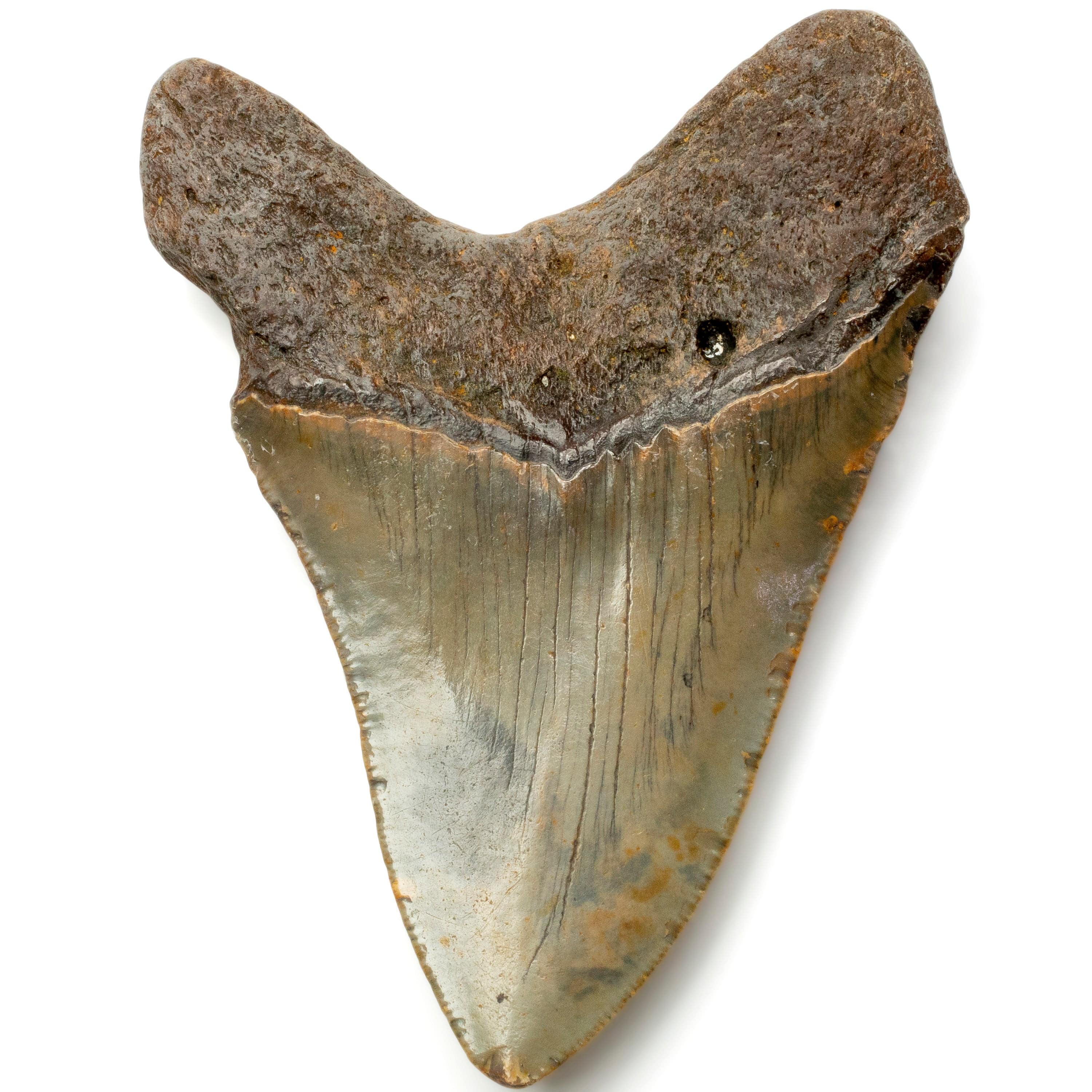 Kalifano Megalodon Teeth Megalodon Tooth from South Carolina - 4.1" ST1600.023