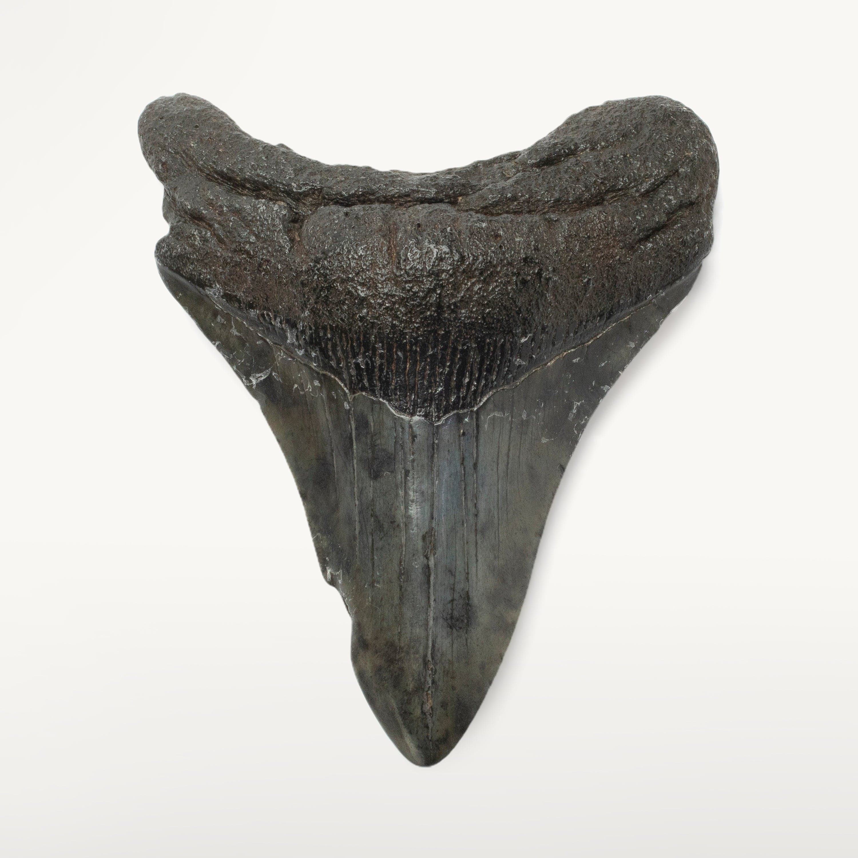 Kalifano Megalodon Teeth Megalodon Tooth from South Carolina - 4.1" ST1600.032