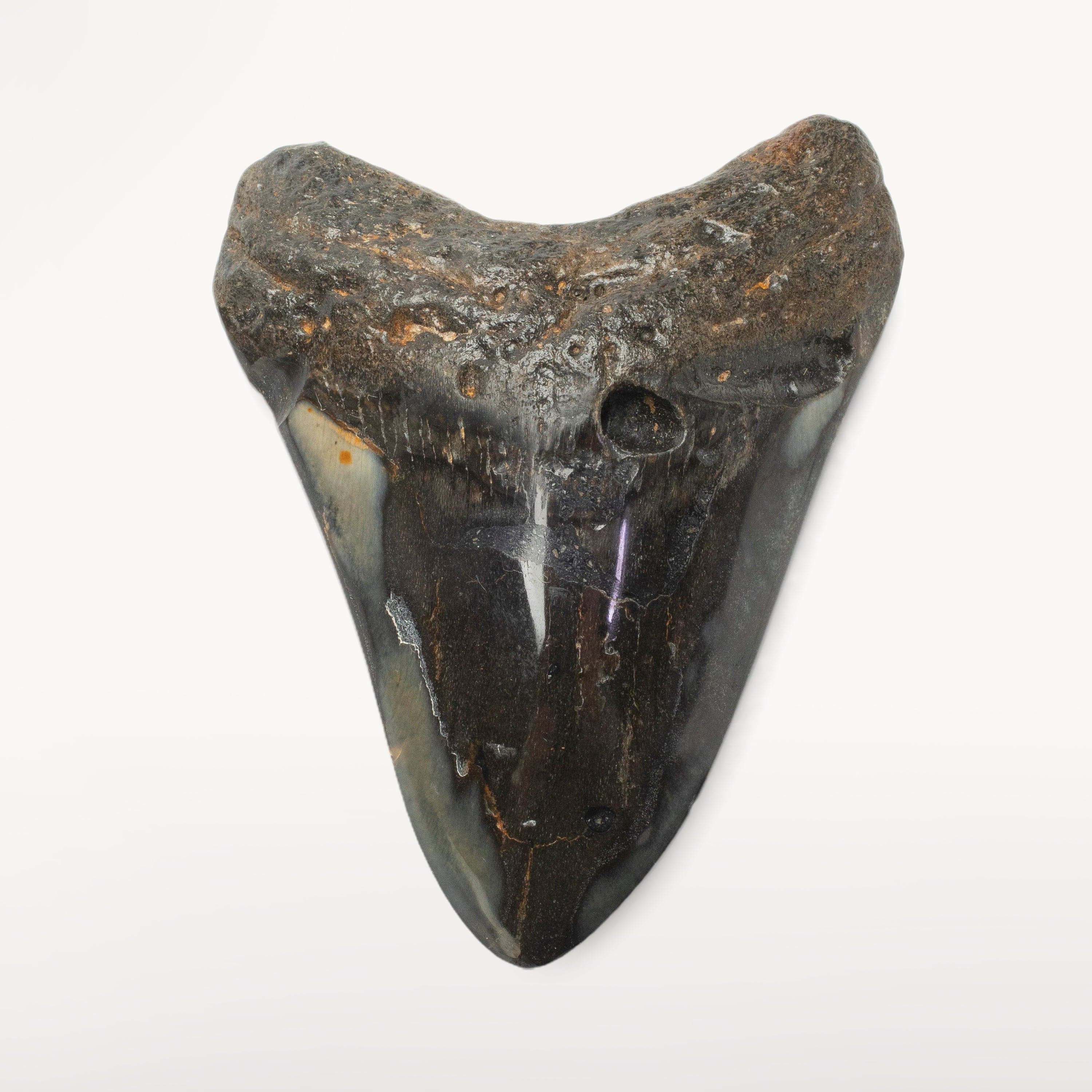Kalifano Megalodon Teeth Megalodon Tooth from South Carolina - 4.1" ST2000.095