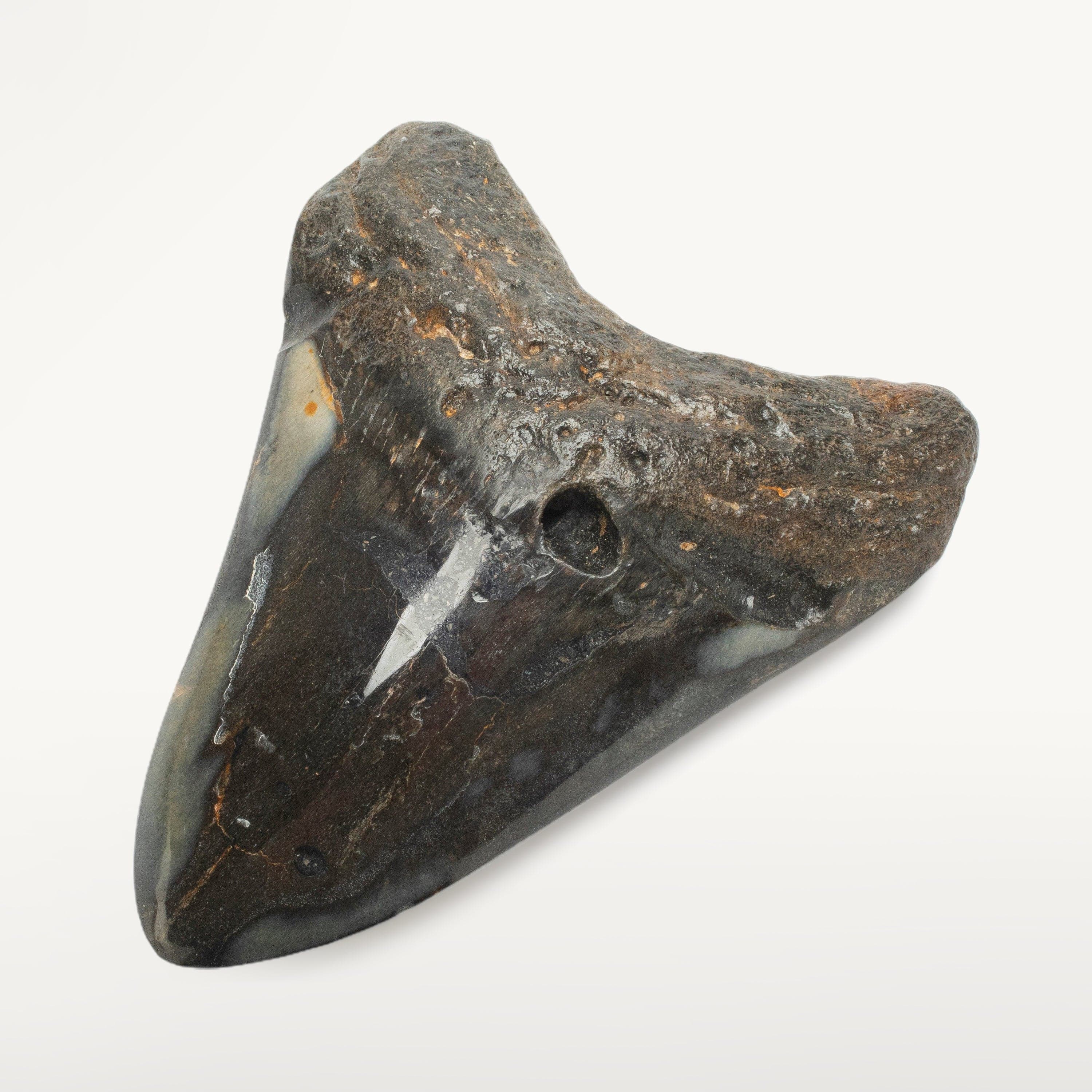 Kalifano Megalodon Teeth Megalodon Tooth from South Carolina - 4.1" ST2000.095