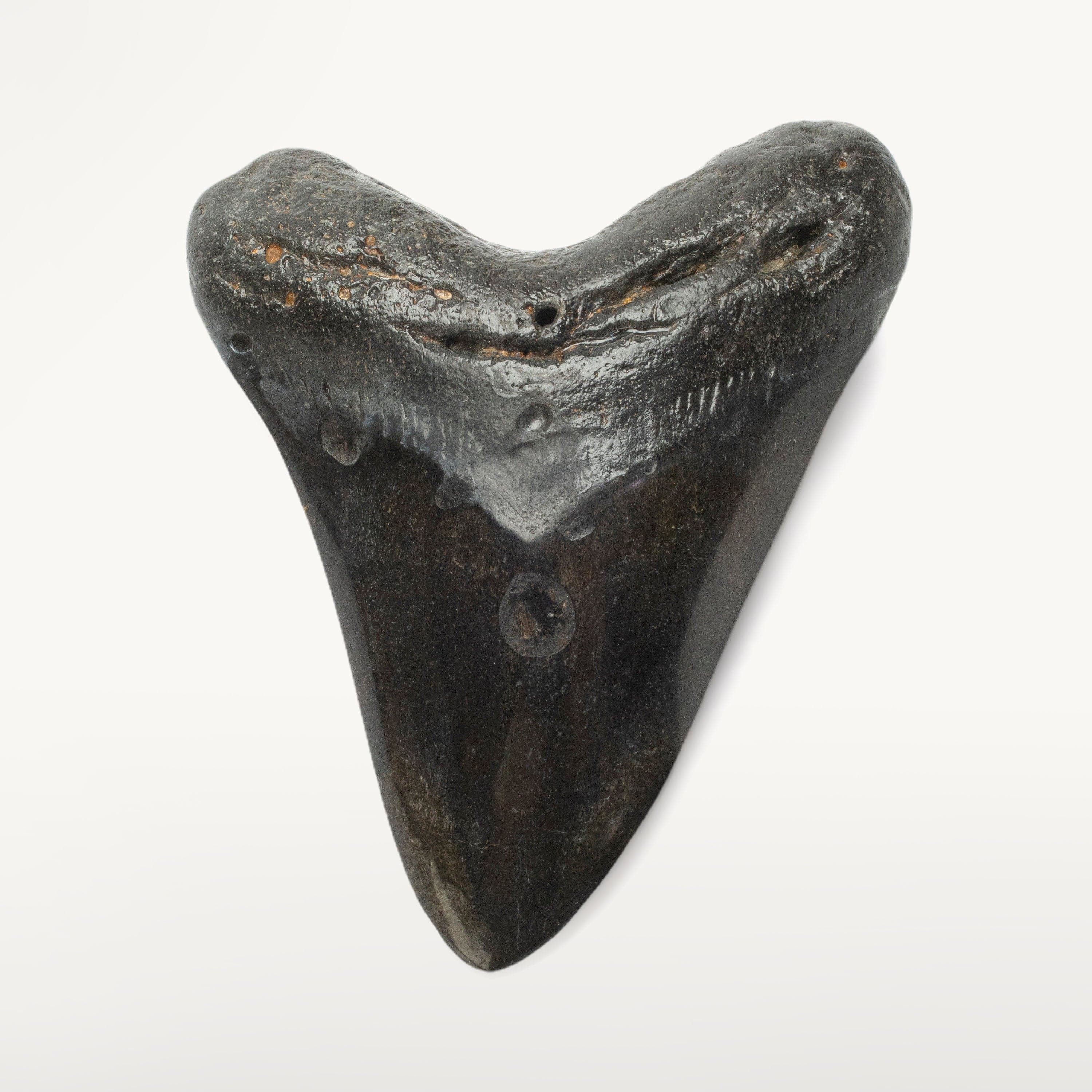 Kalifano Megalodon Teeth Megalodon Tooth from South Carolina - 4.1" ST2000.098