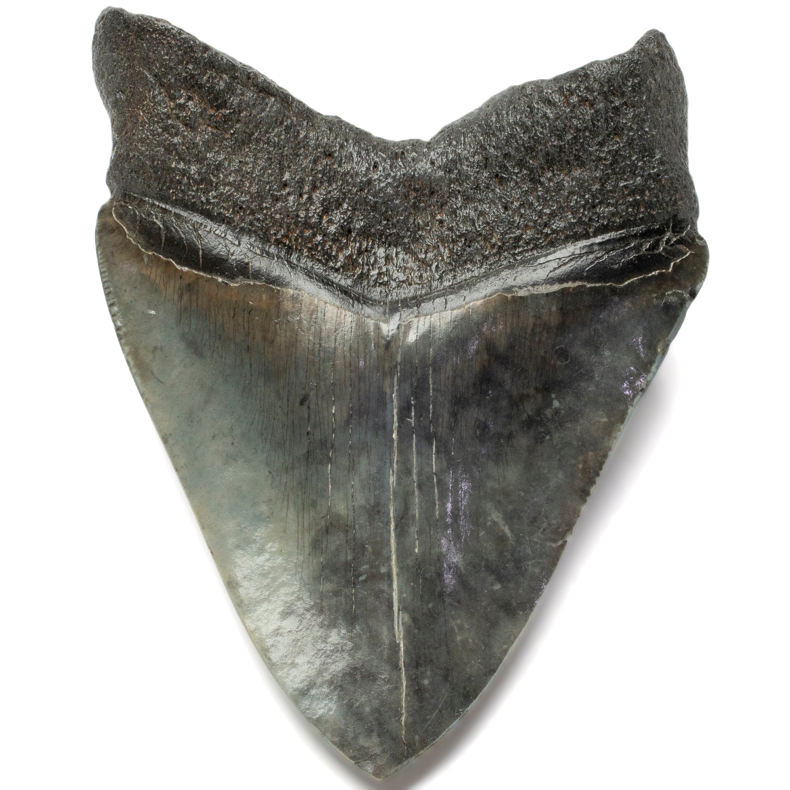 Kalifano Megalodon Teeth Megalodon Tooth from South Carolina - 4.1" ST2000.112