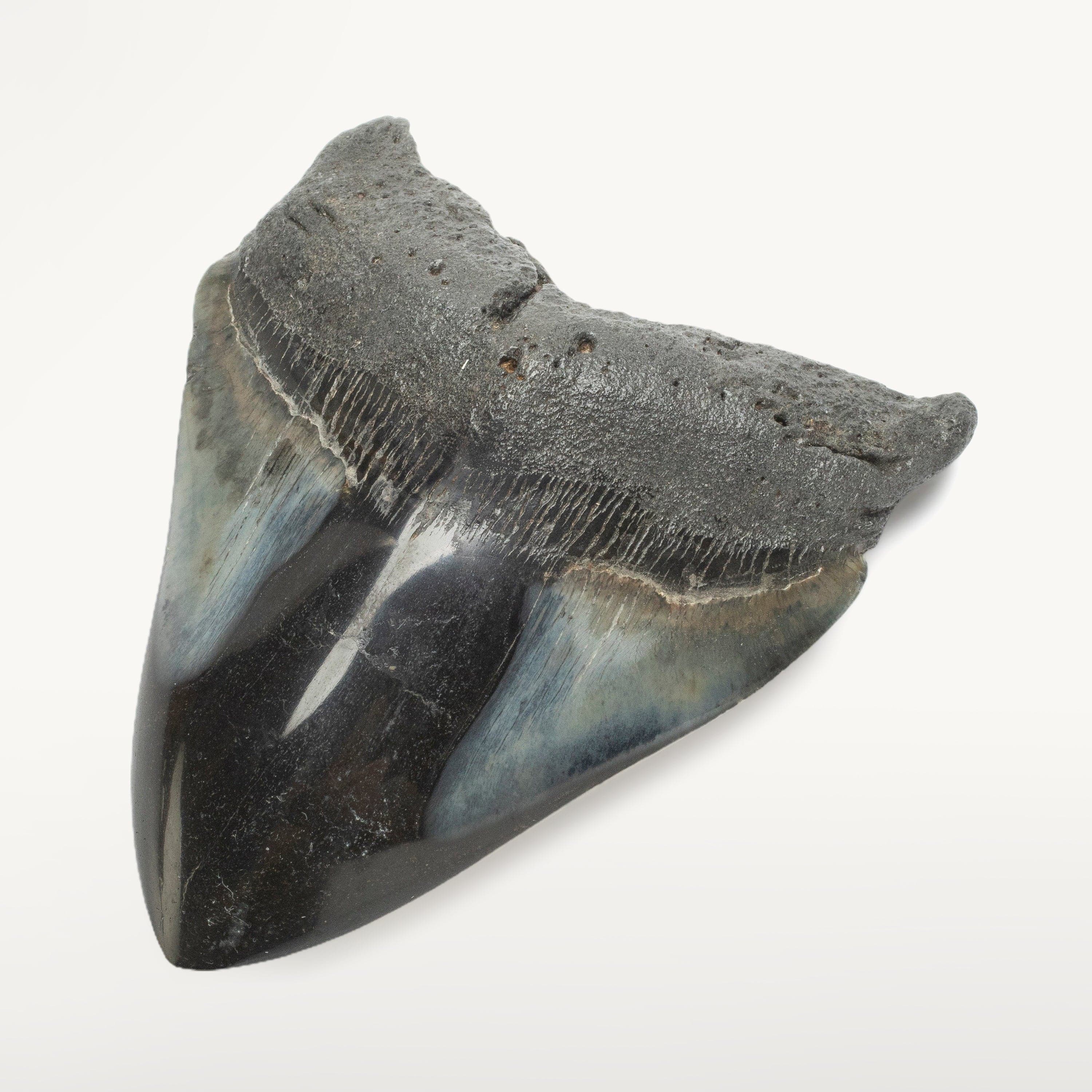 Kalifano Megalodon Teeth Megalodon Tooth from South Carolina - 4.1" ST2000.112