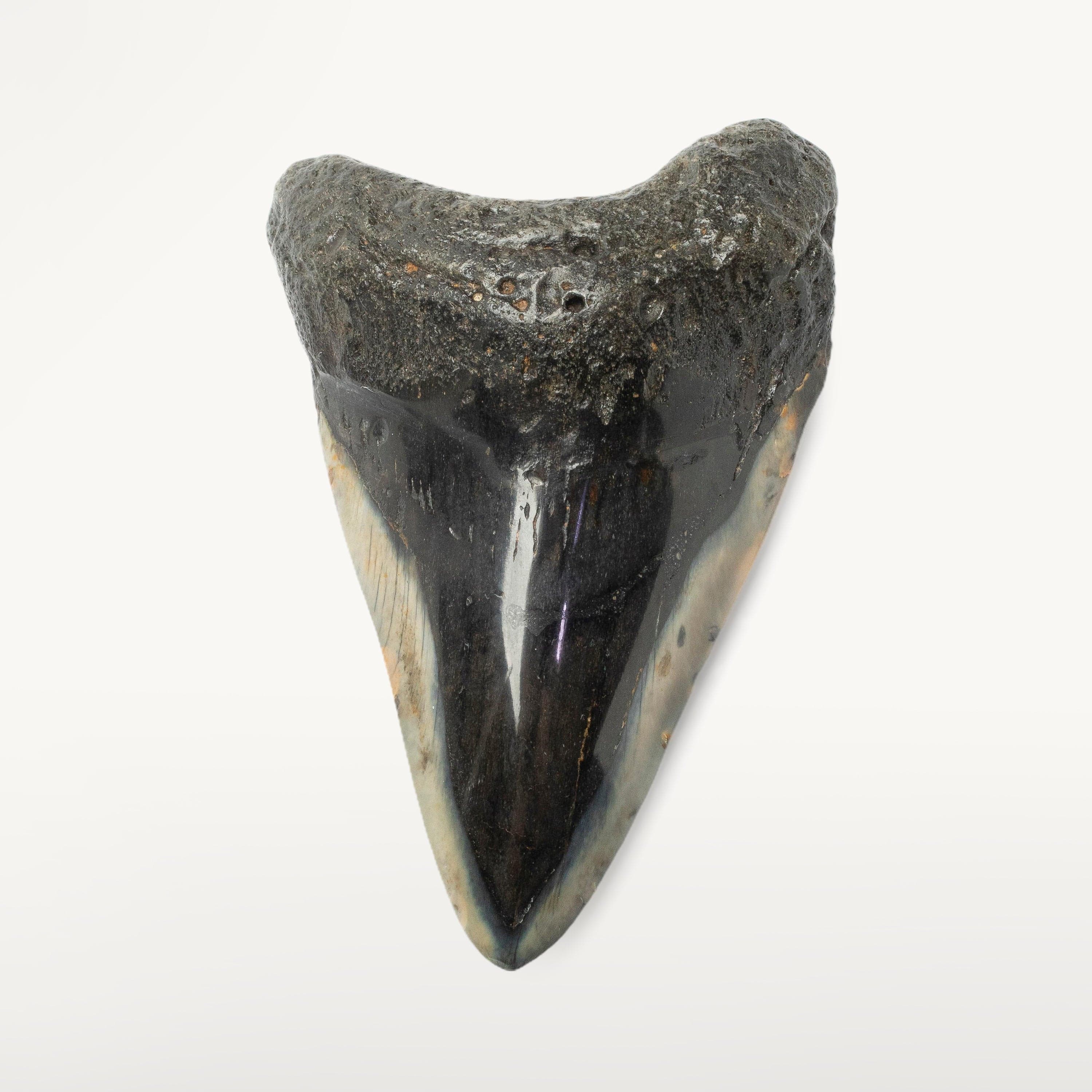 Kalifano Megalodon Teeth Megalodon Tooth from South Carolina - 4.1" ST2000.126