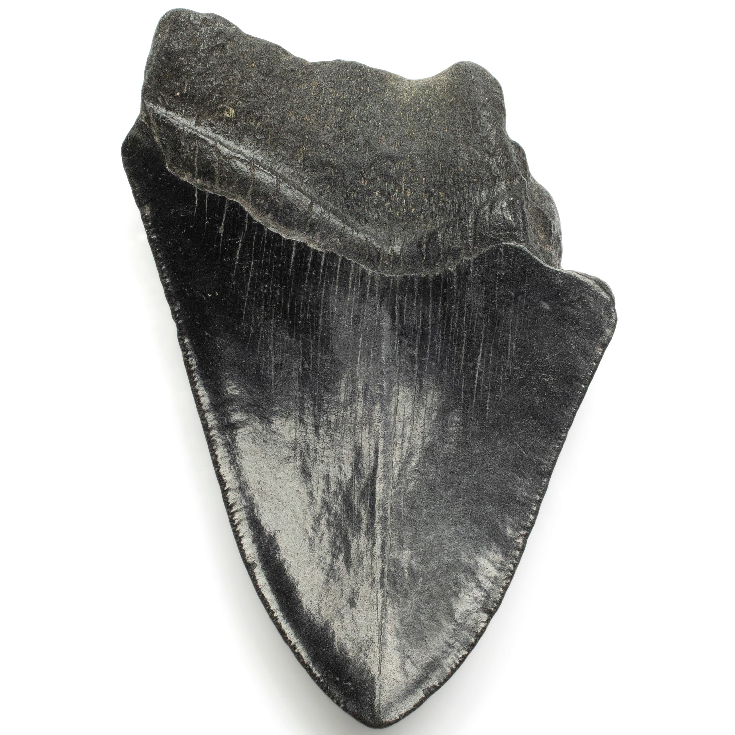 Kalifano Megalodon Teeth Megalodon Tooth from South Carolina - 4.2" ST1200.033
