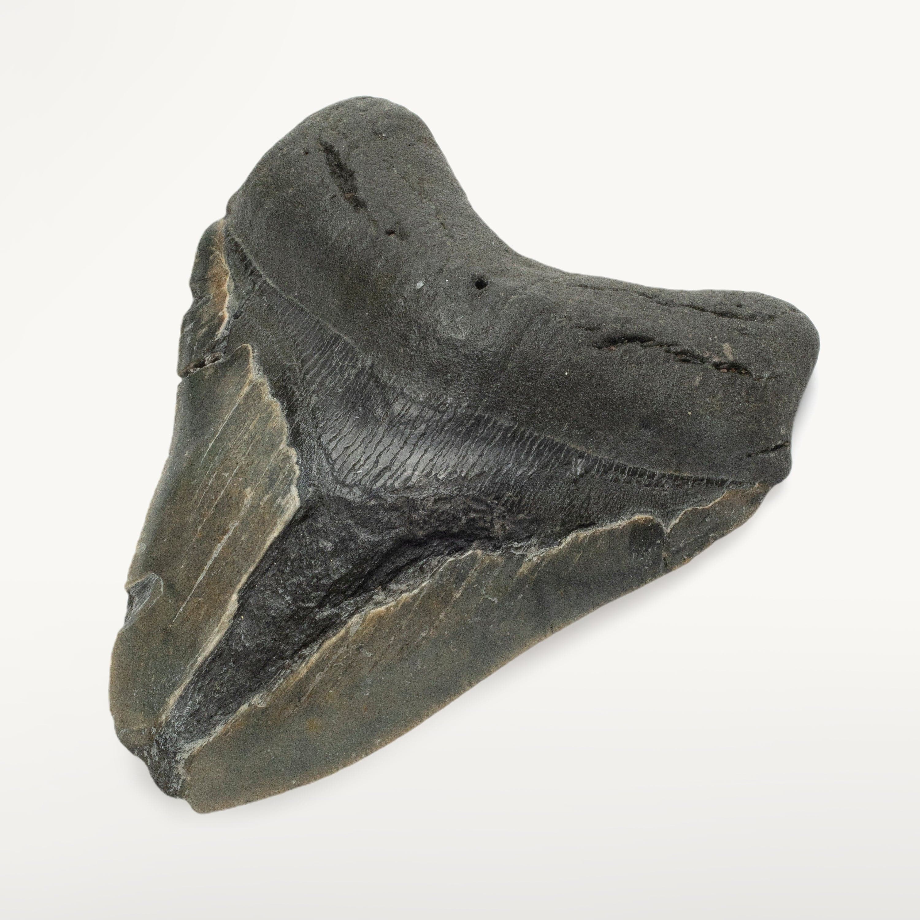 Kalifano Megalodon Teeth Megalodon Tooth from South Carolina - 4.2" ST1200.038